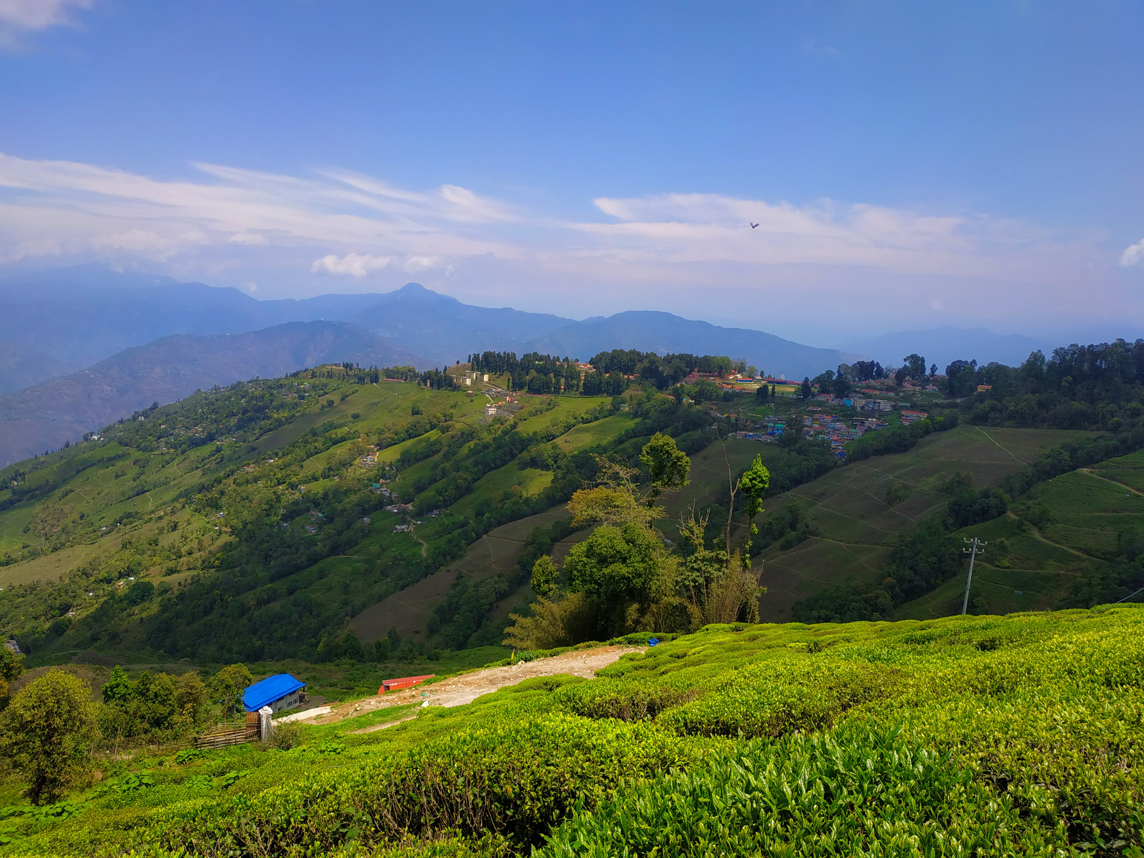 Darjeeling Tea Estate