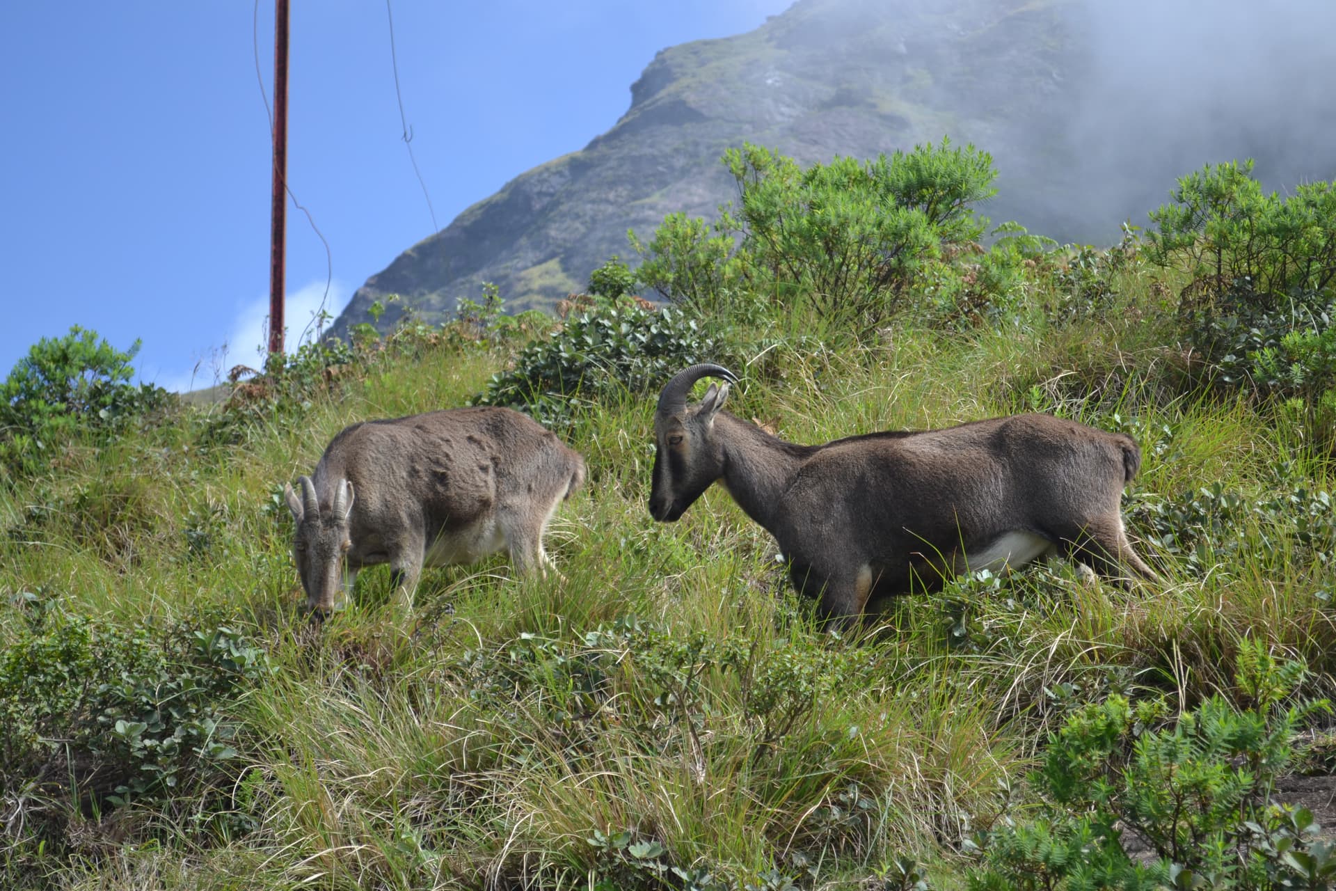 Nilgiri tahr in Munnar 