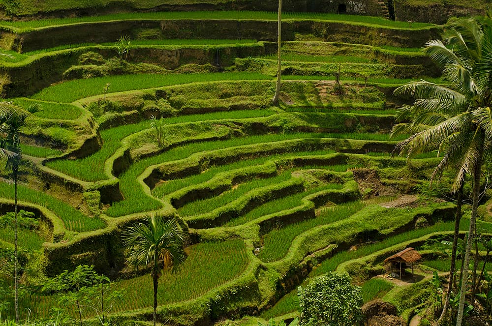 Aerial view of Rice Terrace in Bali