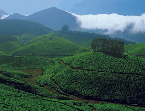 Munnar, Kerala