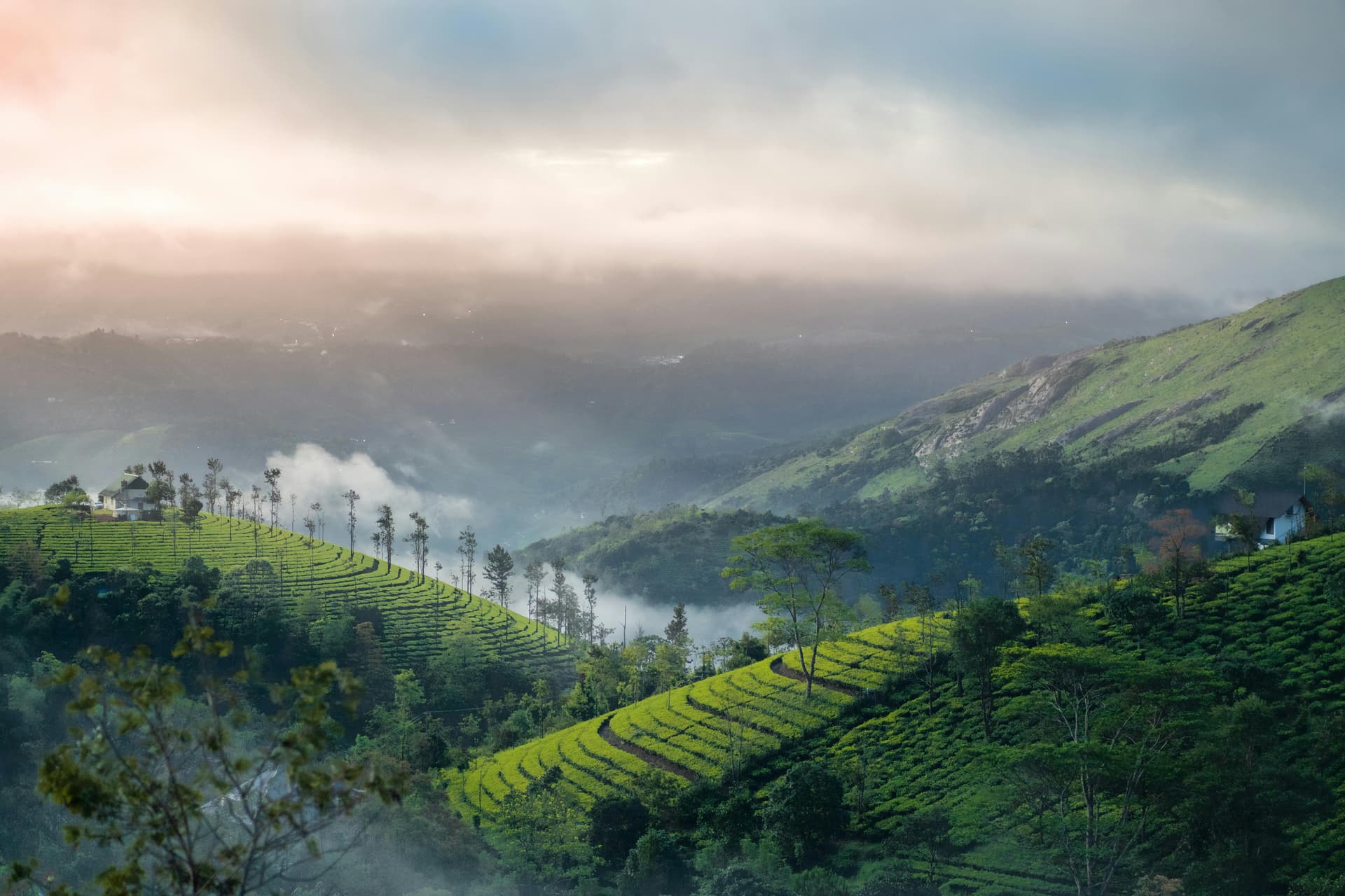 Tea Plantation in Munnar 
