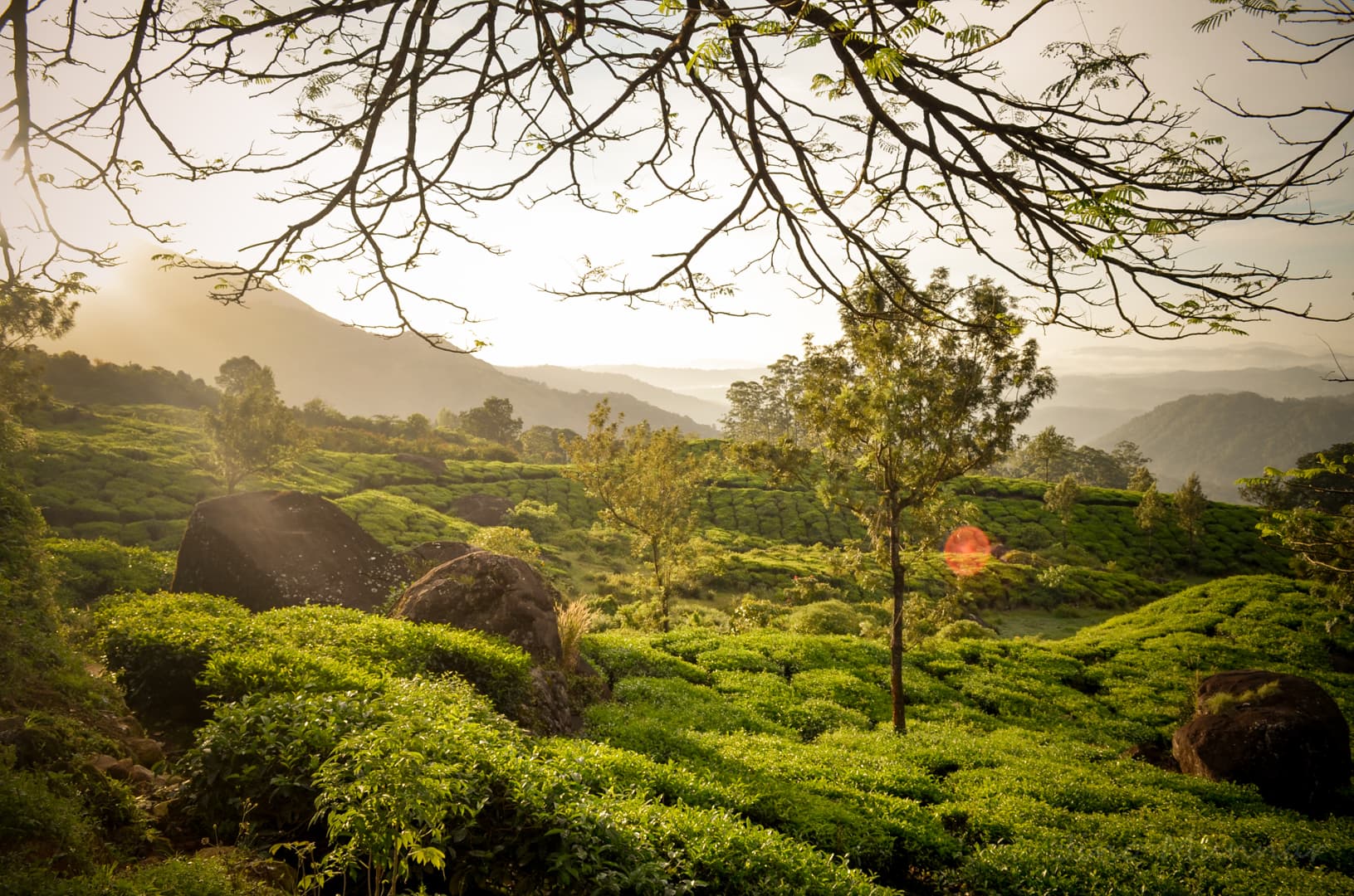 Munnar Hills