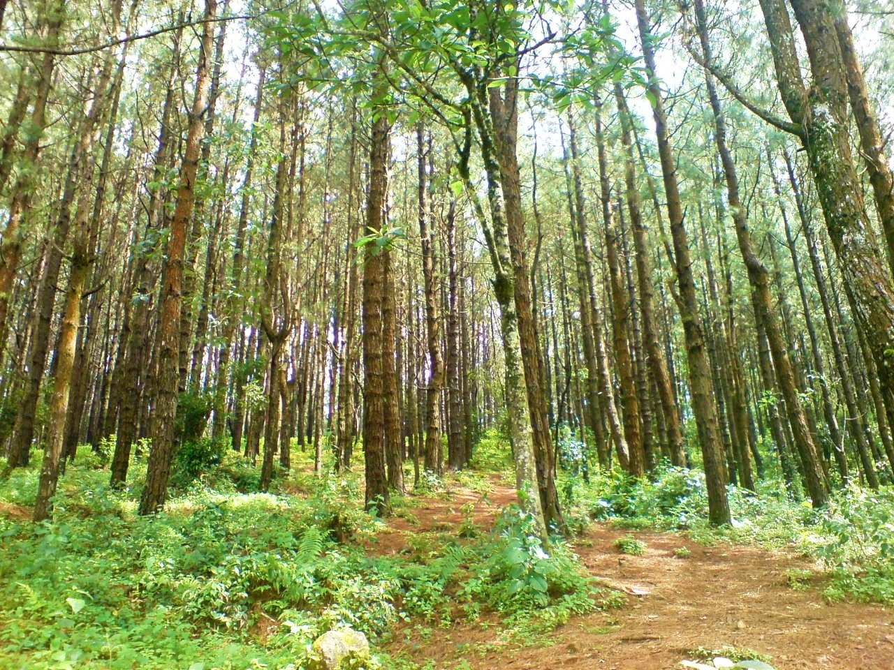 Pine Forest