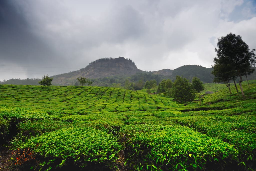 Munnar Tea Plantations 