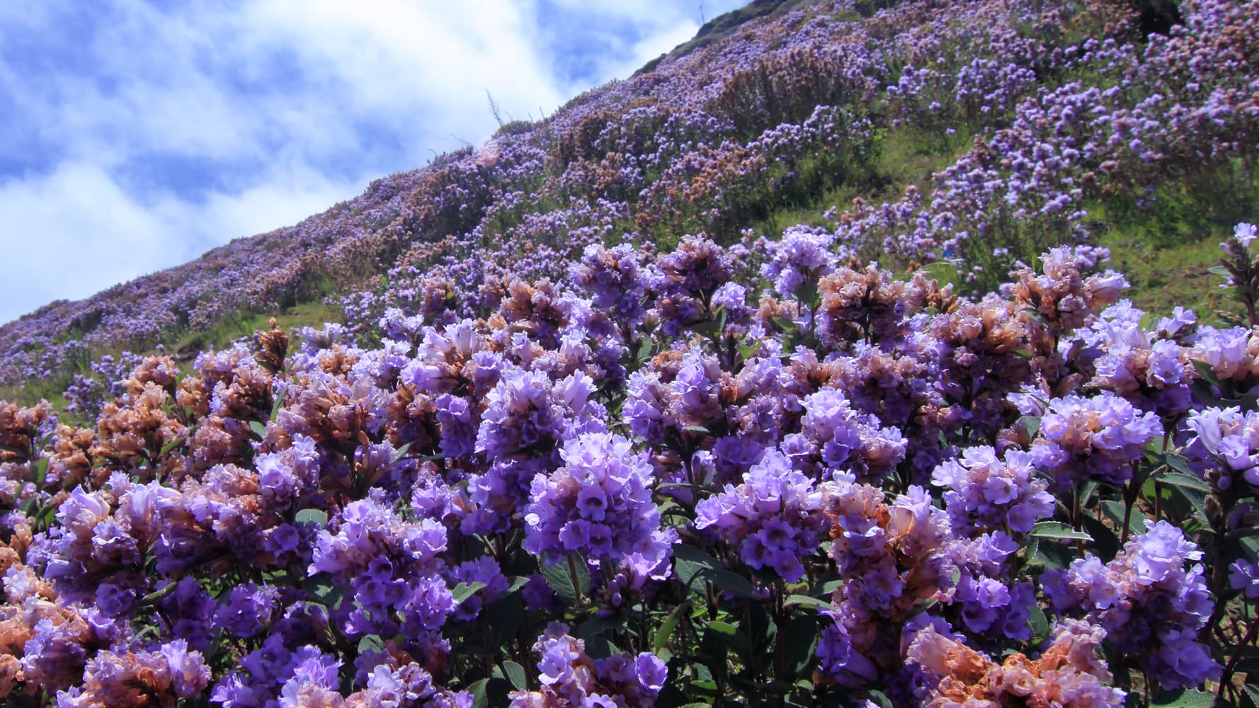 Neelakurinji flowers at Eravikulam National Park 