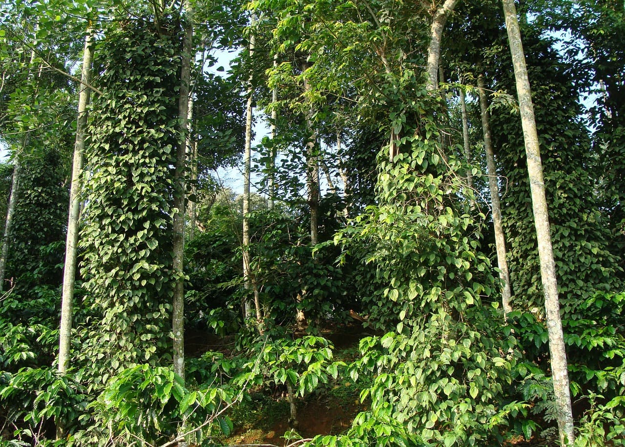 Coffee plantations in Coorg