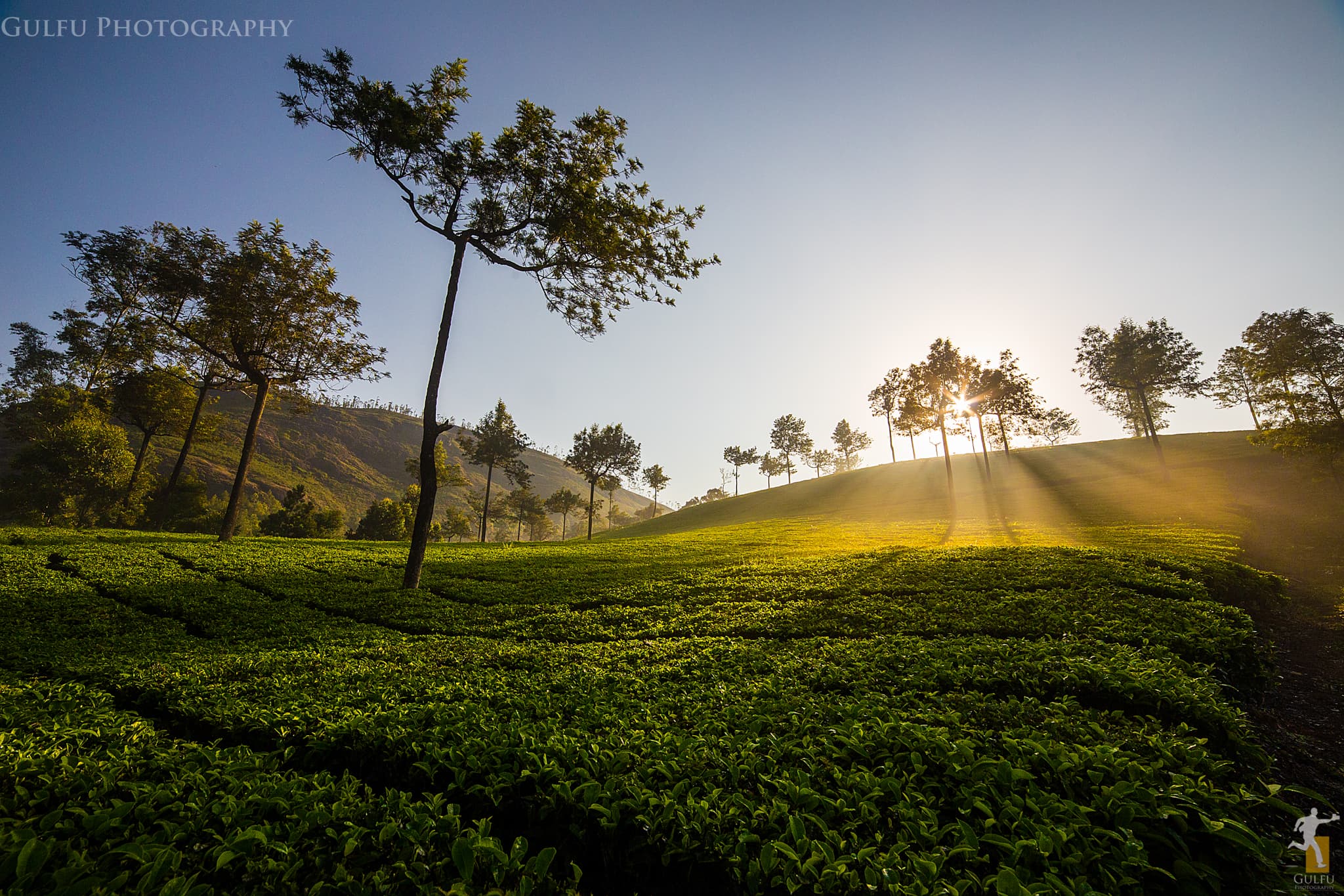 Mornings in Munnar