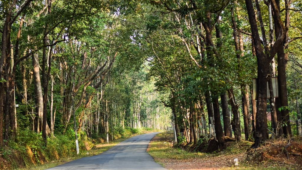 Roads to forests in Saklespur