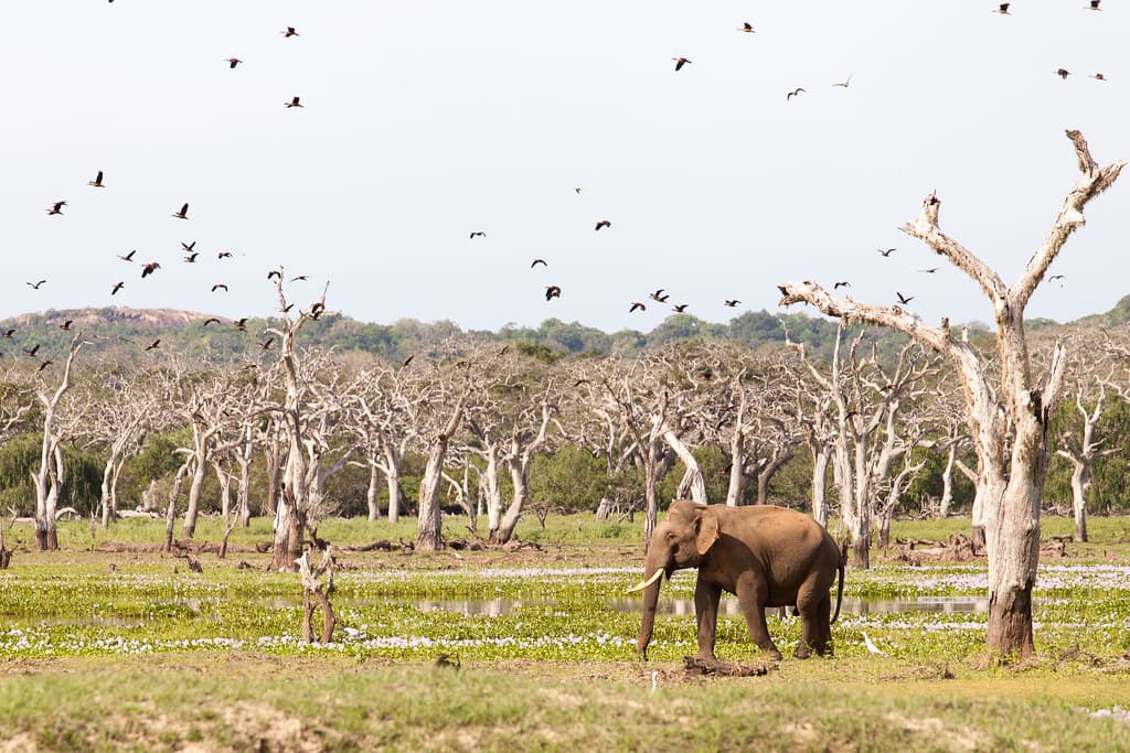 Yala National Park, Sri Lanka 