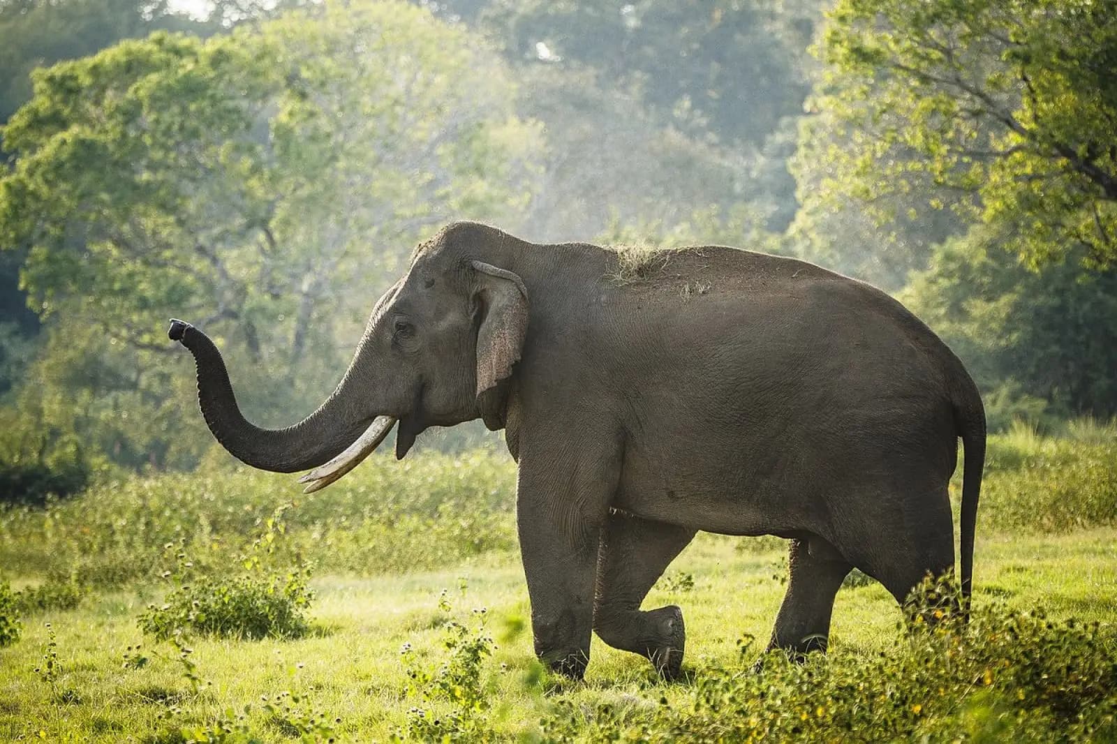 Yala National Park, Sri Lanka 