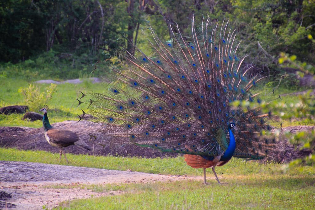 Peacock at Yala National Park, Sri Lanka