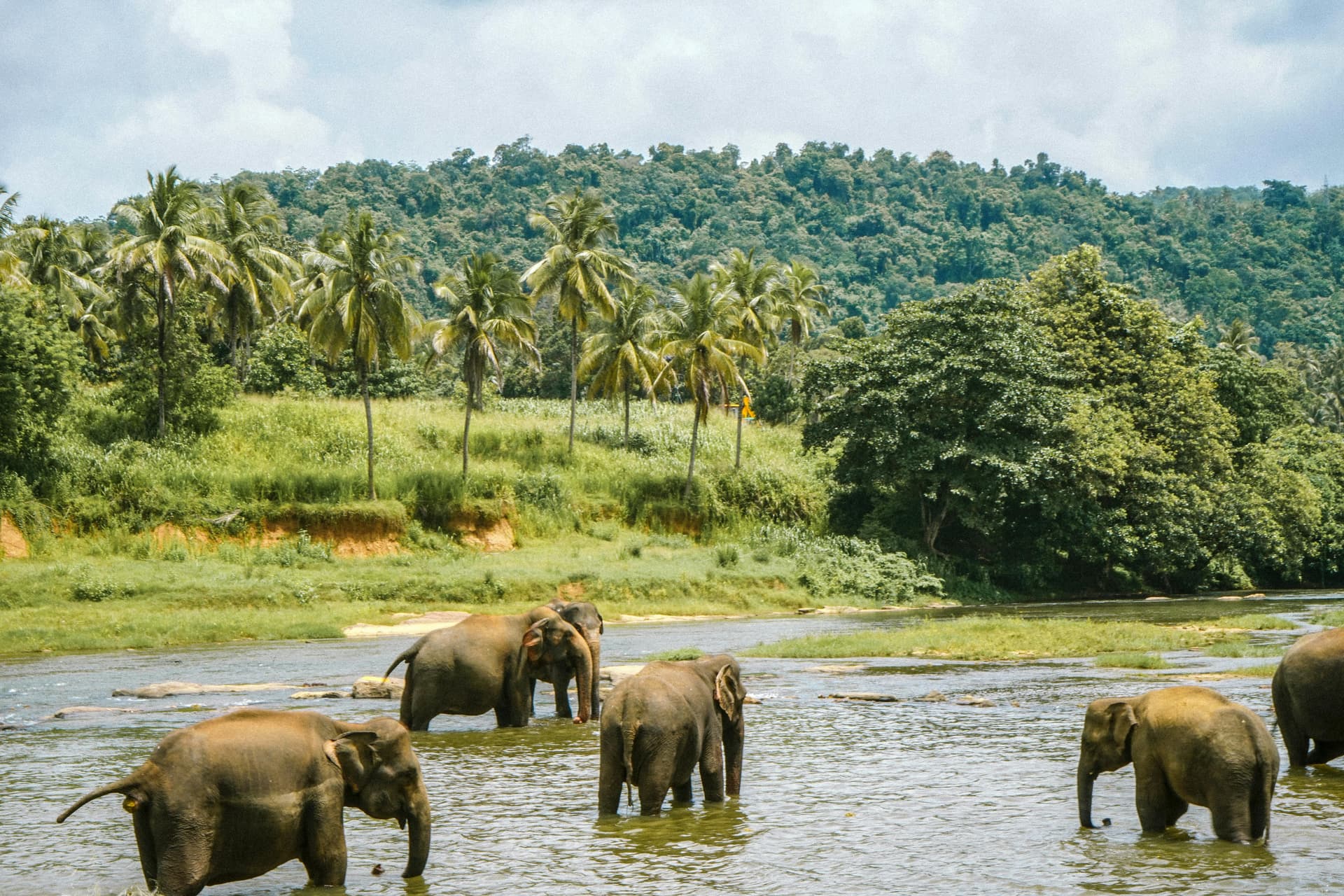Pinnawala Elephant Orphanage, Sri Lanka 