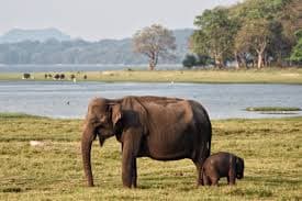 Elephants at Minneriya National Park, Sri Lanka 