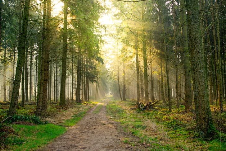 Pine forest walk way with sunshine