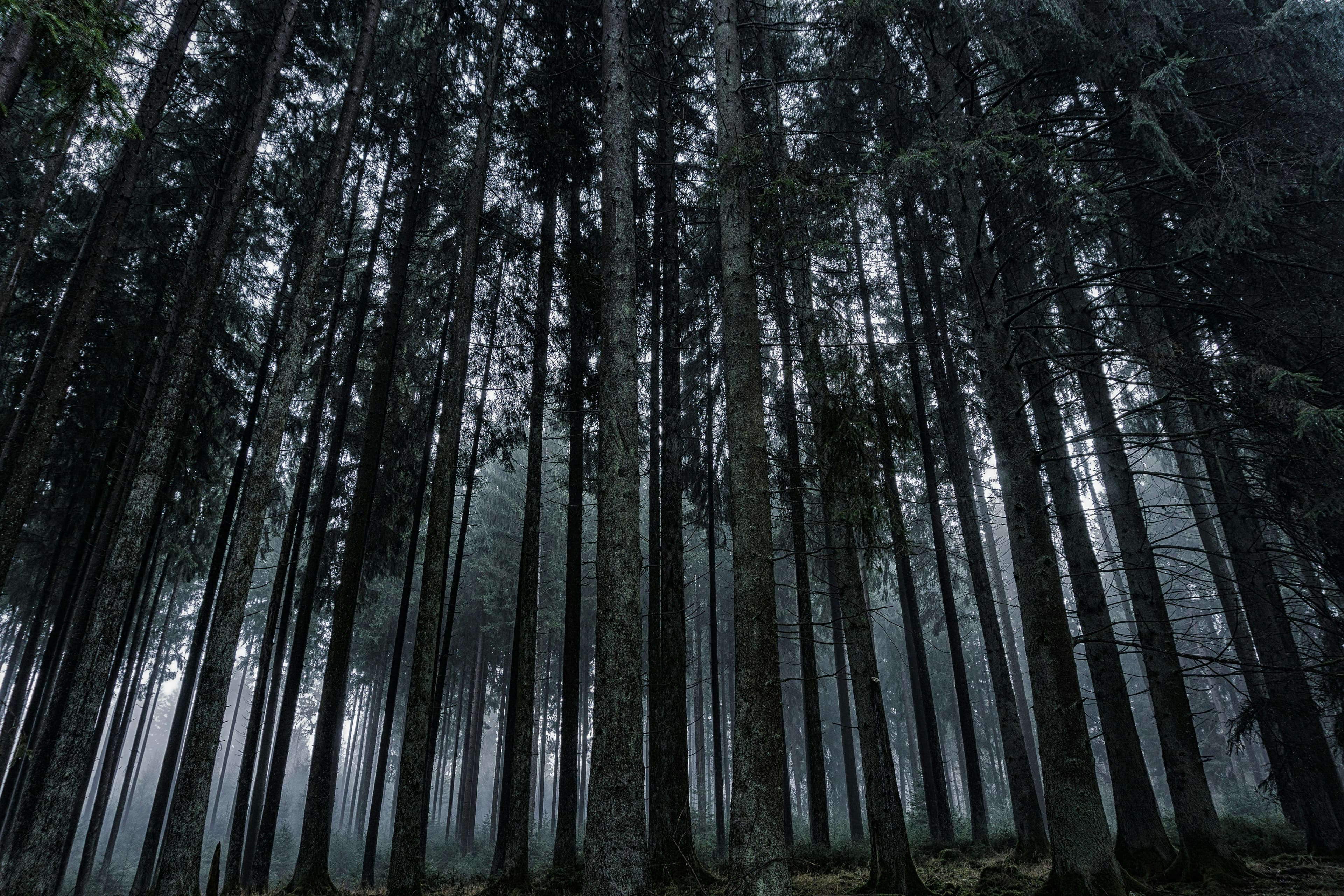 Pine forest foggy view