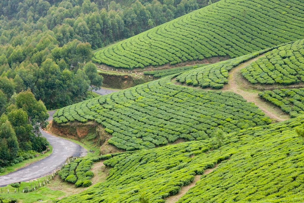 Tea Plantations in Munnar