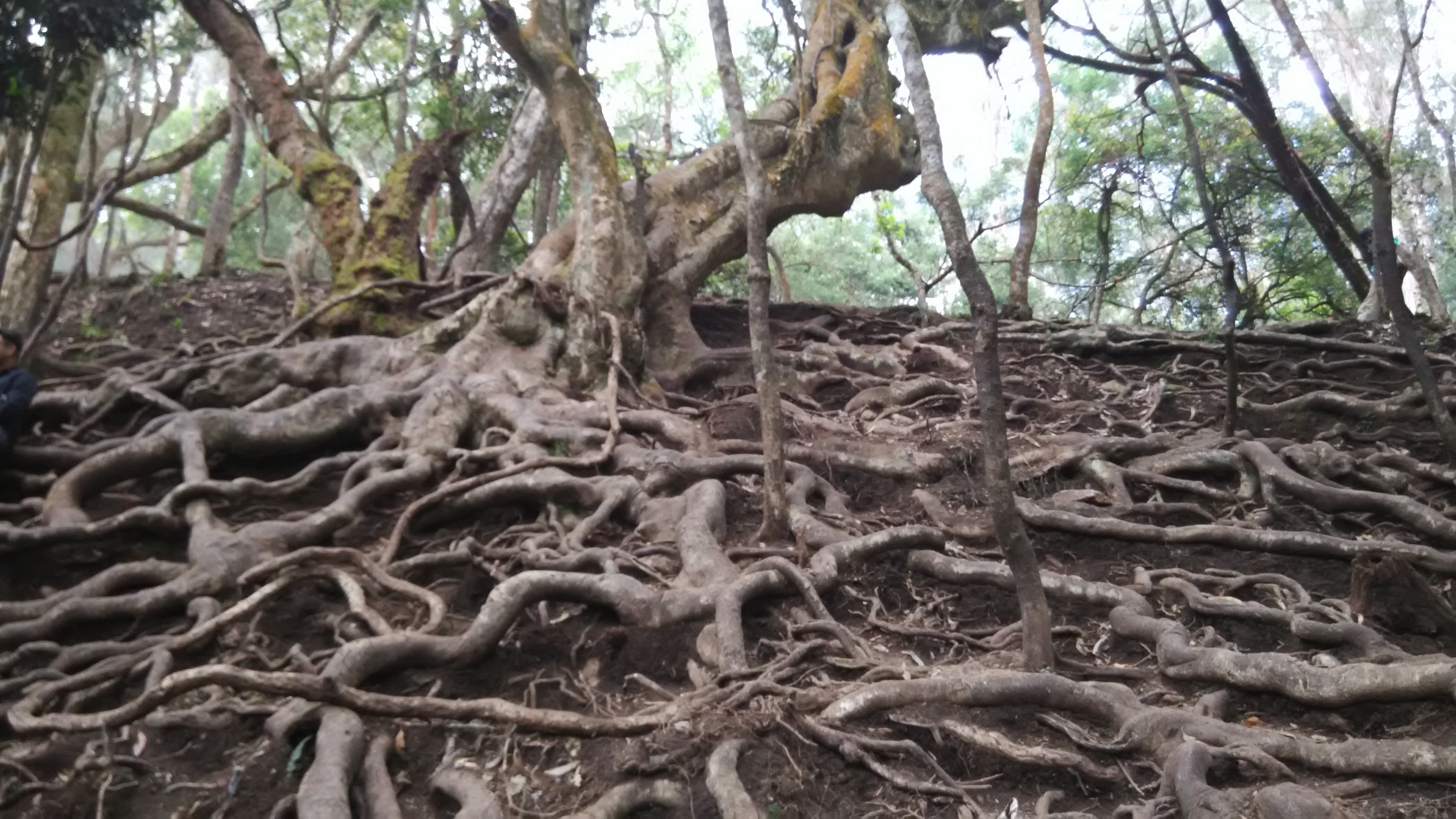 Tree roots above the ground in Guna Caves