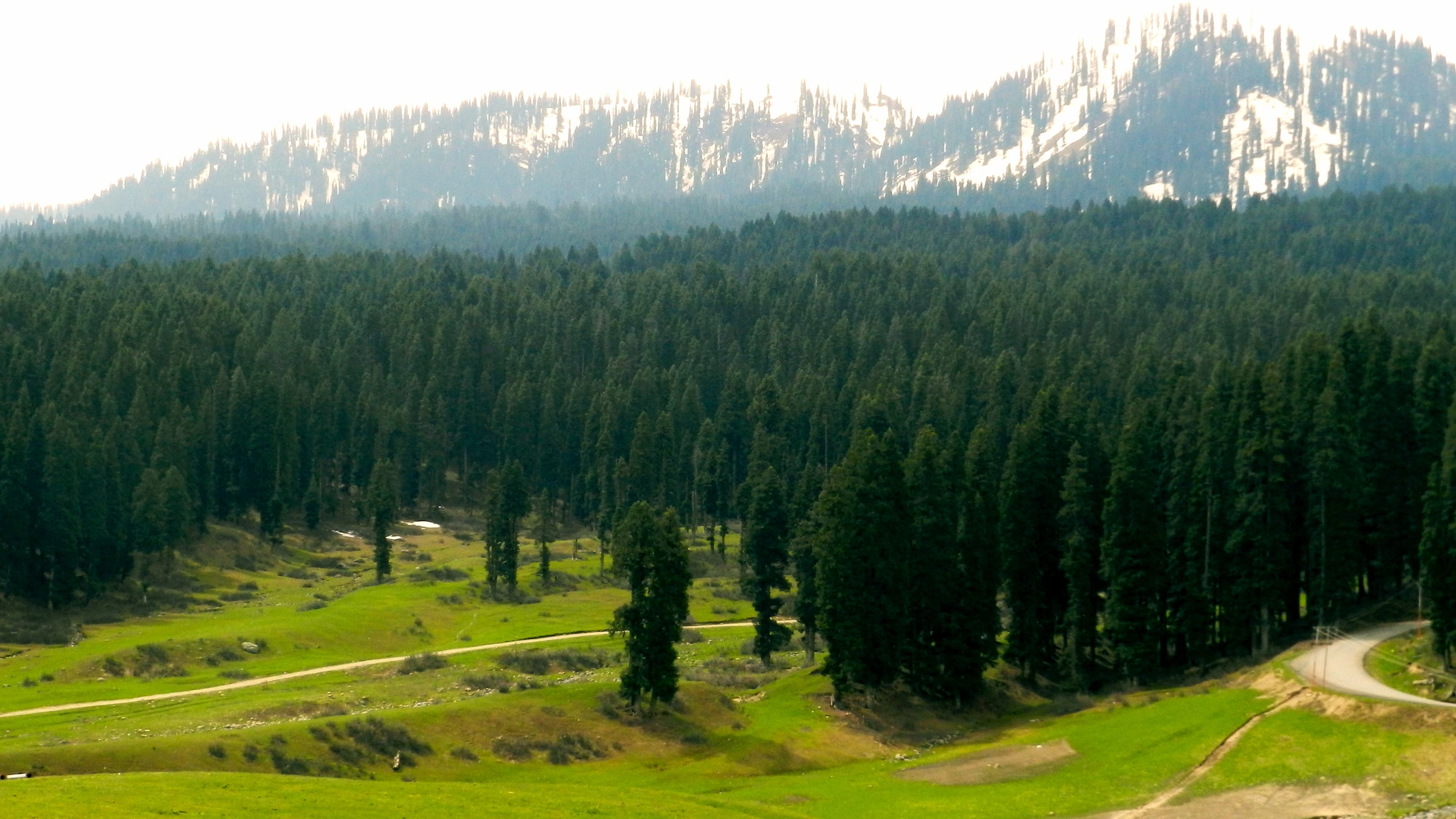 Dense forest near Doodhpathri