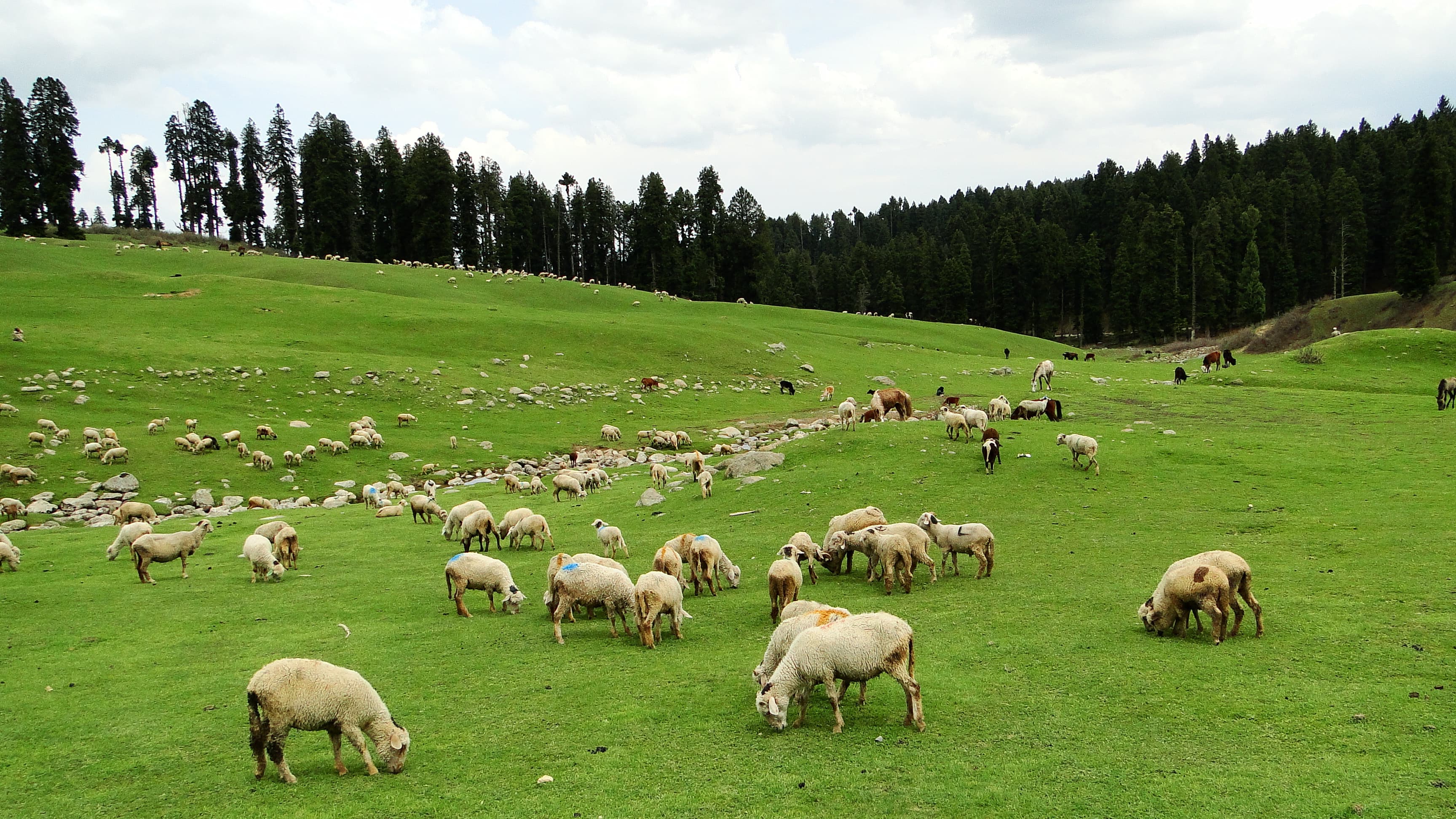 Sheeps on grassland in Kashmir