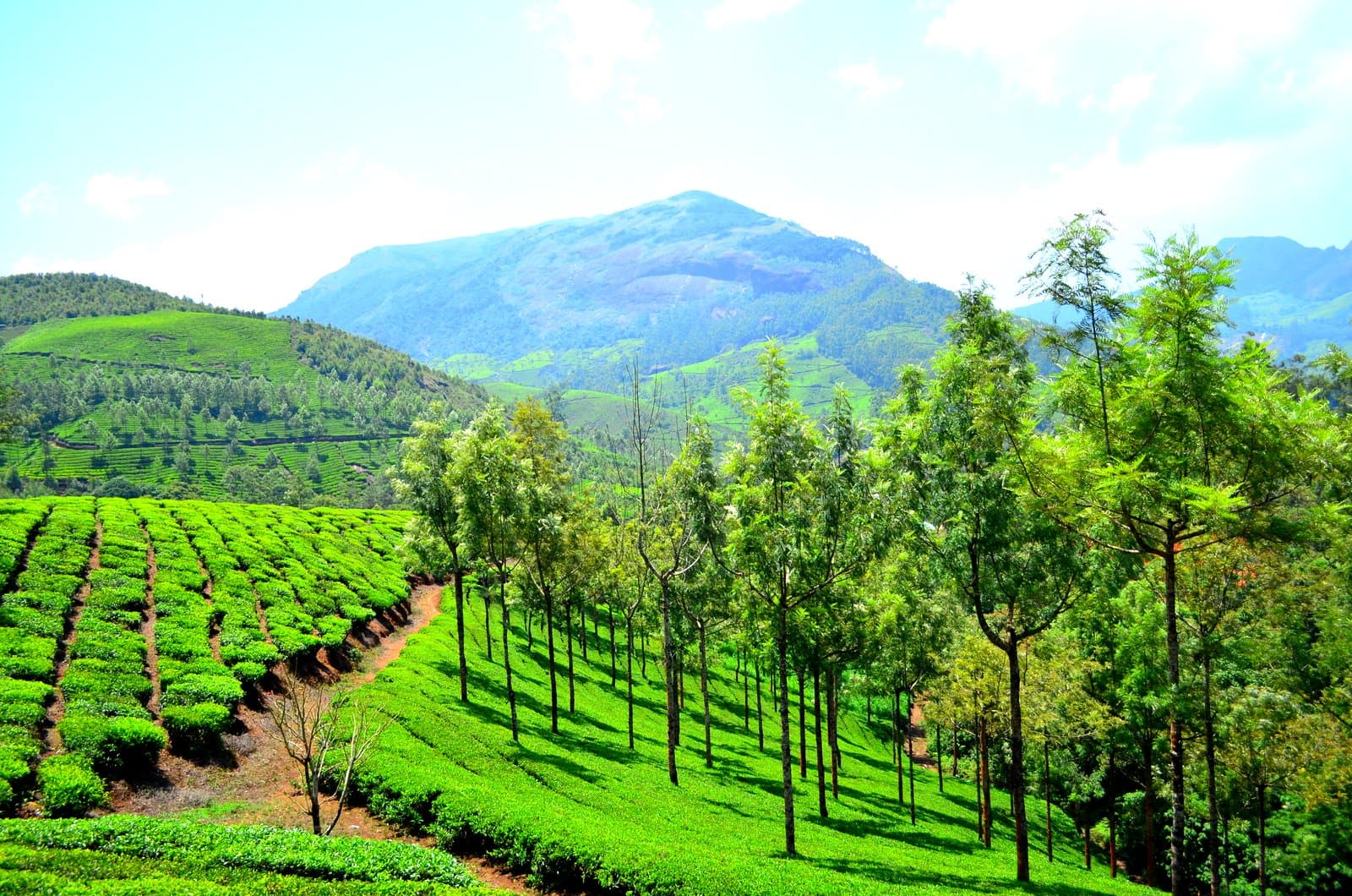 Munnar tea plantations