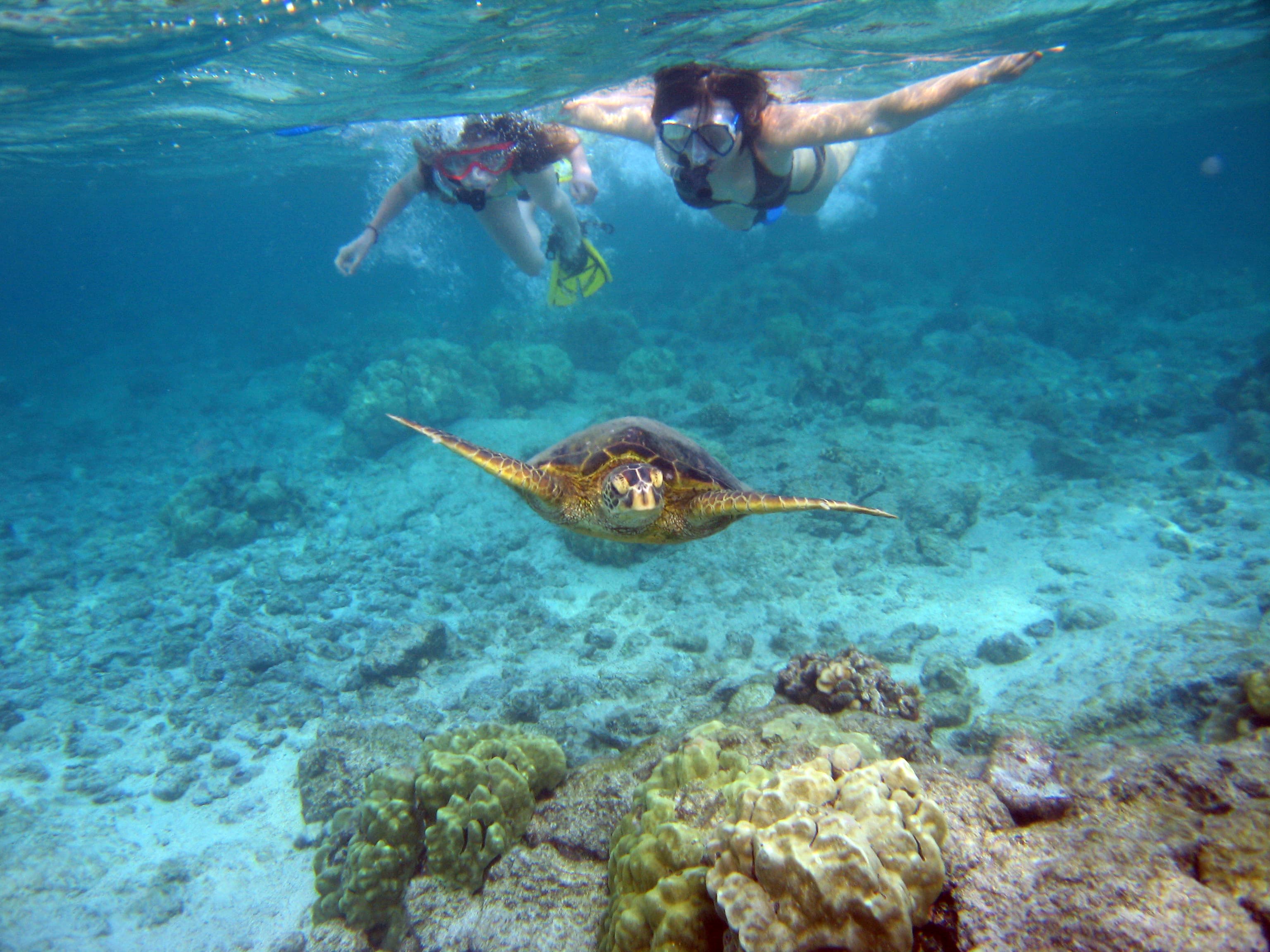 The vibrant underwater world visible during snorkeling at Grande Island