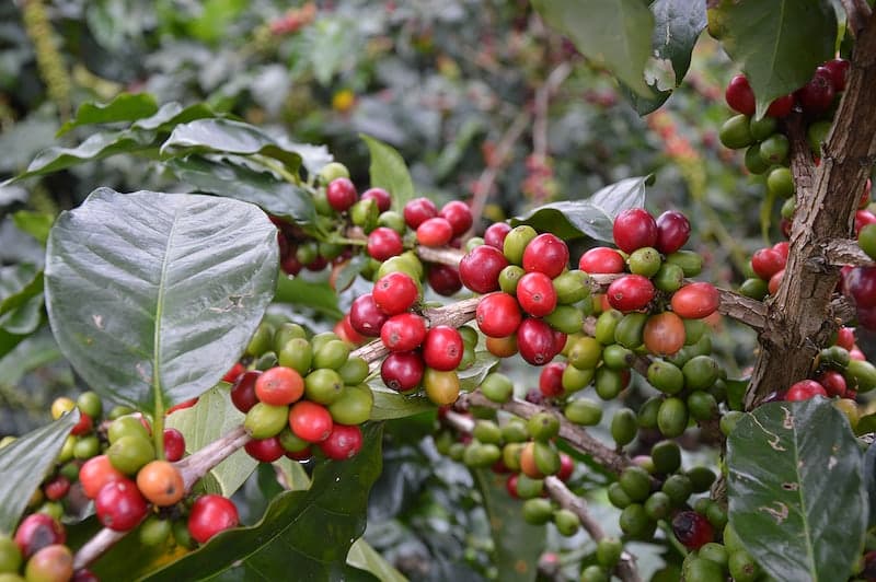 Coffee plantations in Chikmagalur