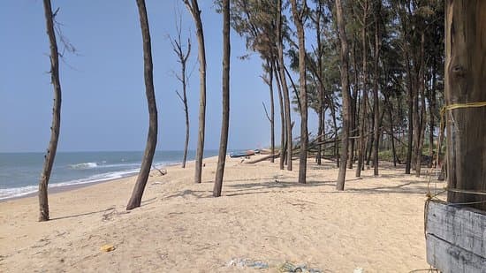 Shoreline trees at the beaches in Mangalore