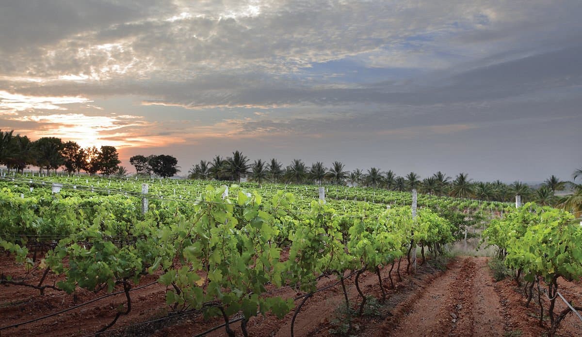 Group enjoying wine tour in Nandi Hills