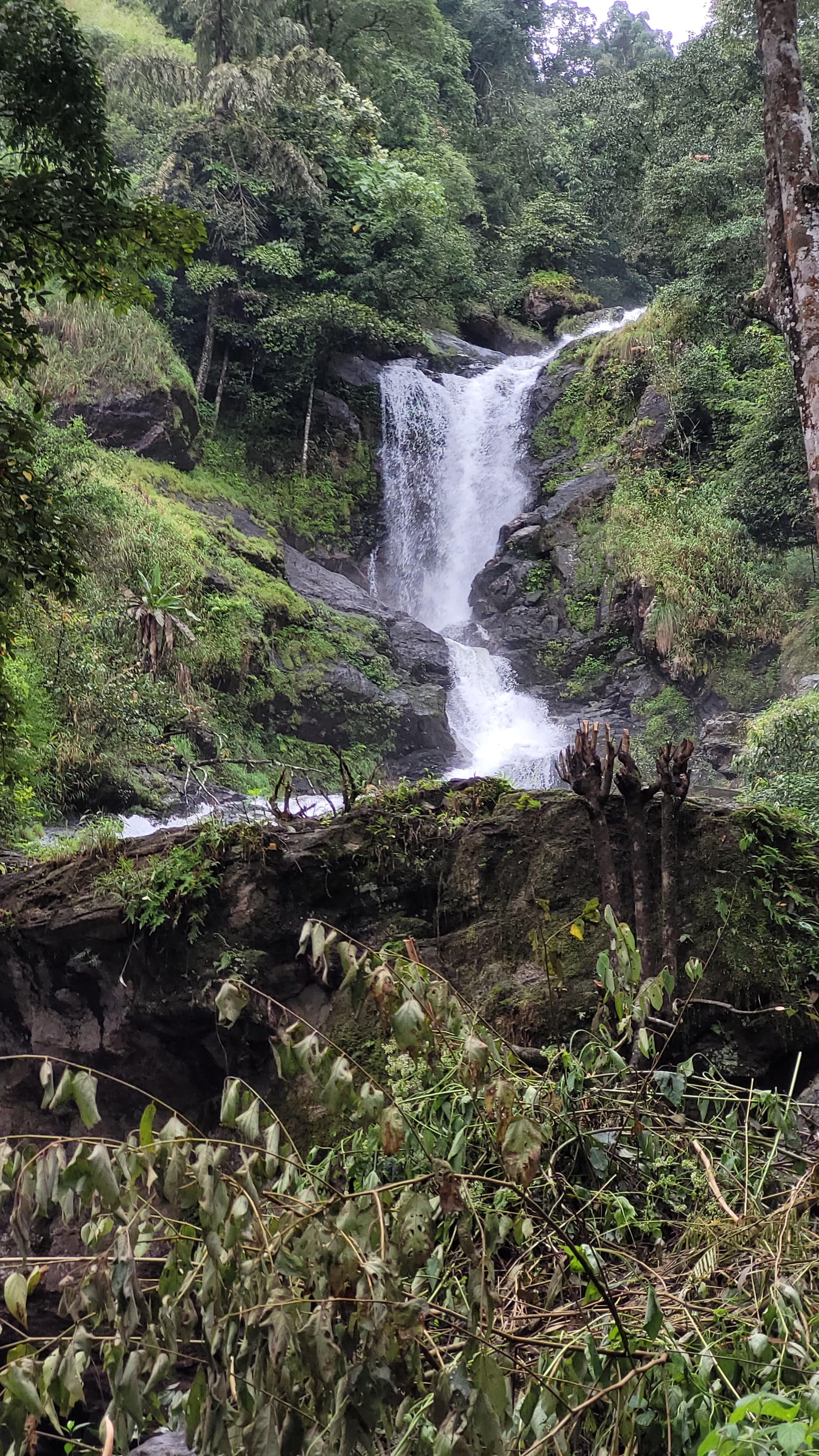 Dense woods surrounding the Brahamagiri Trek
