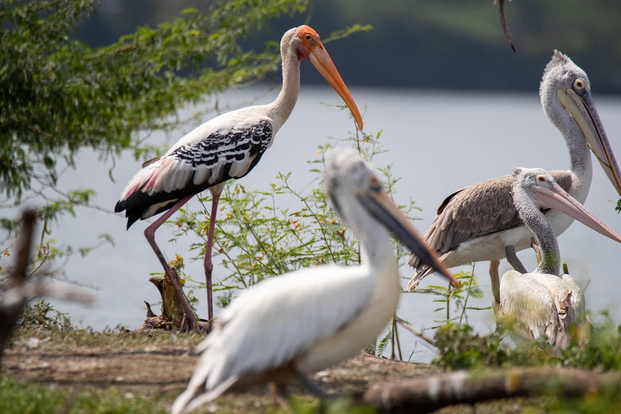 Bird Sanctuary Near Kabini