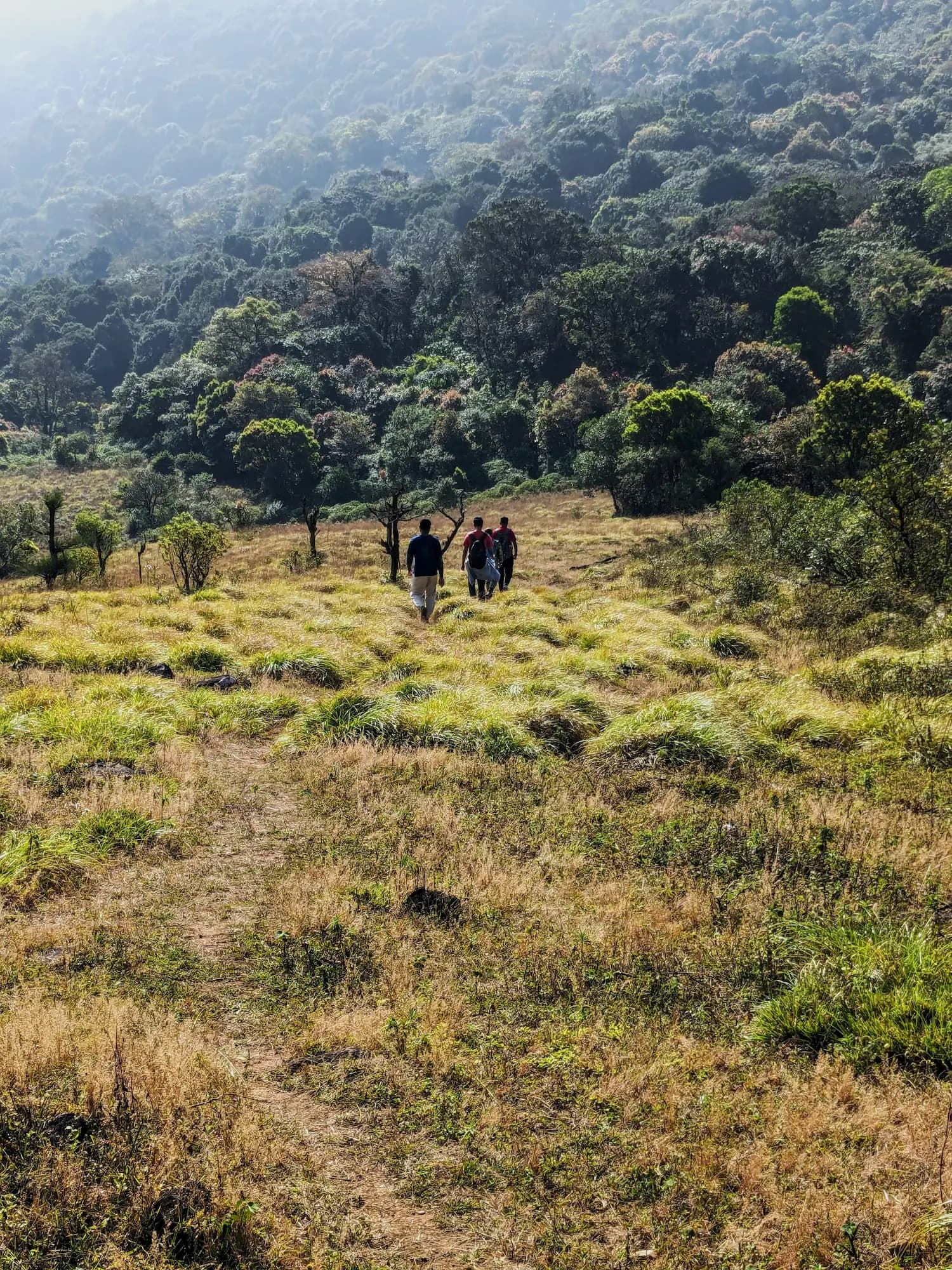 Nishani Motte Trek-Forest wilderness