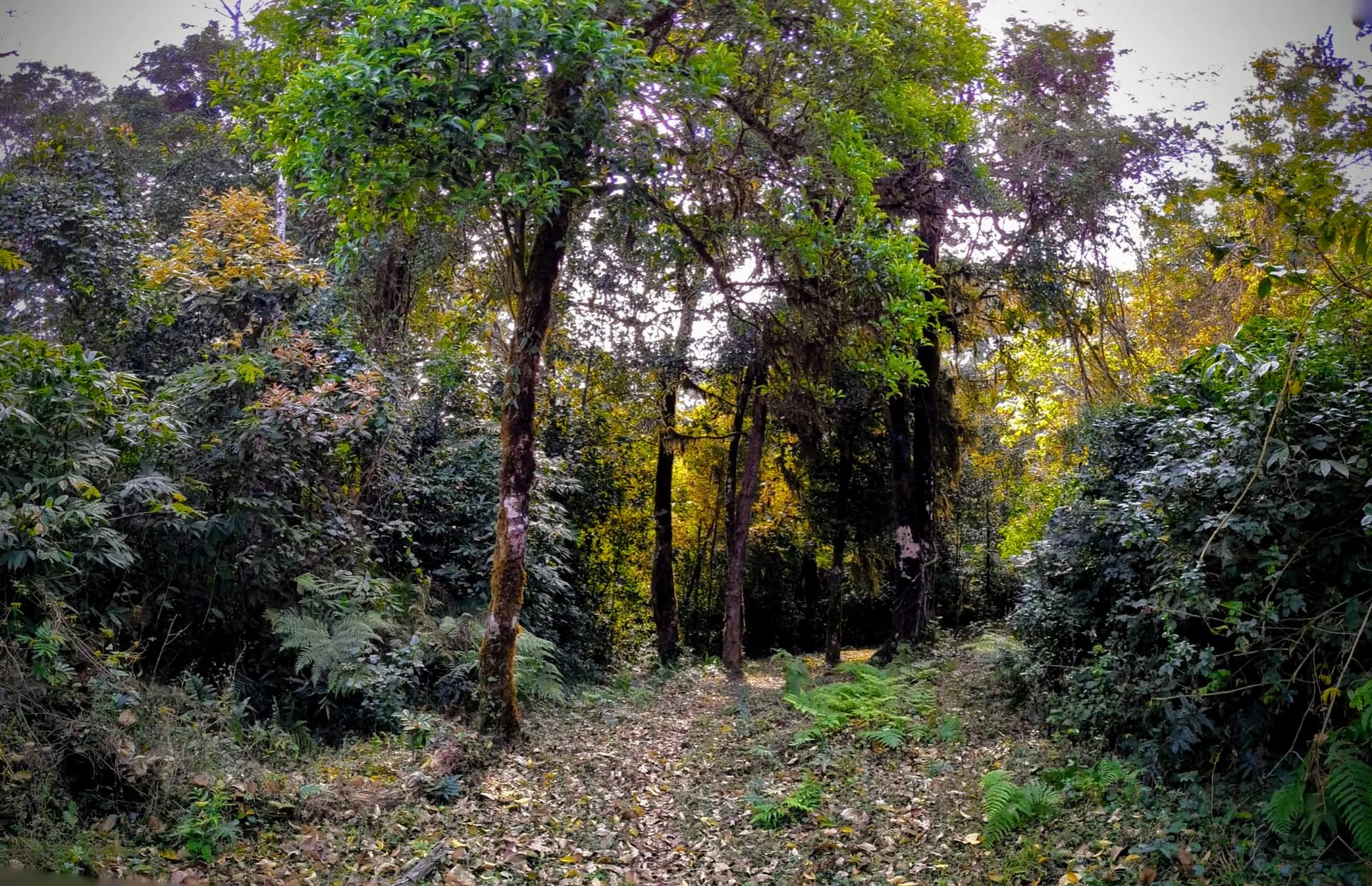 Nishani Motte Trek-Beautiful way