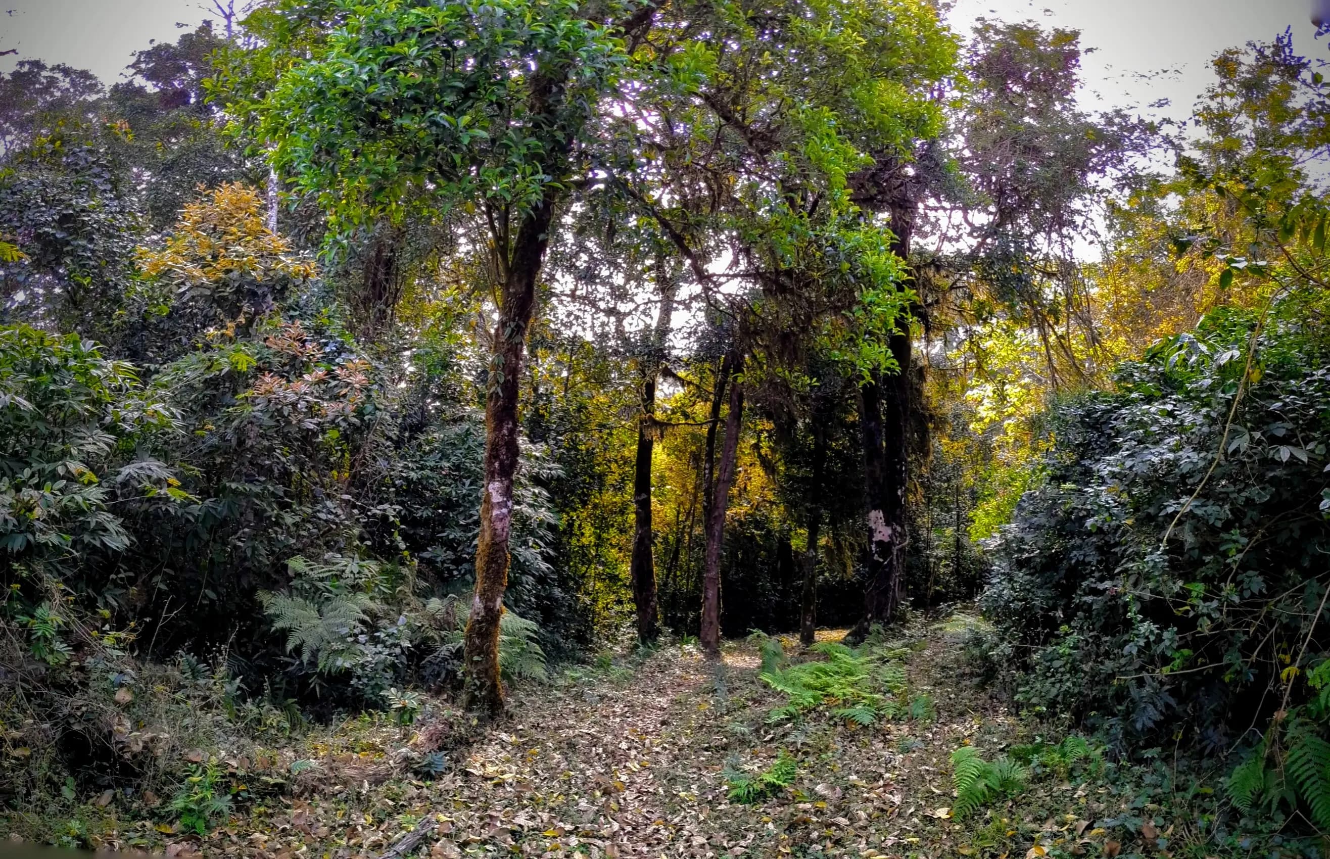 Nishani Motte Trek-Beautiful way