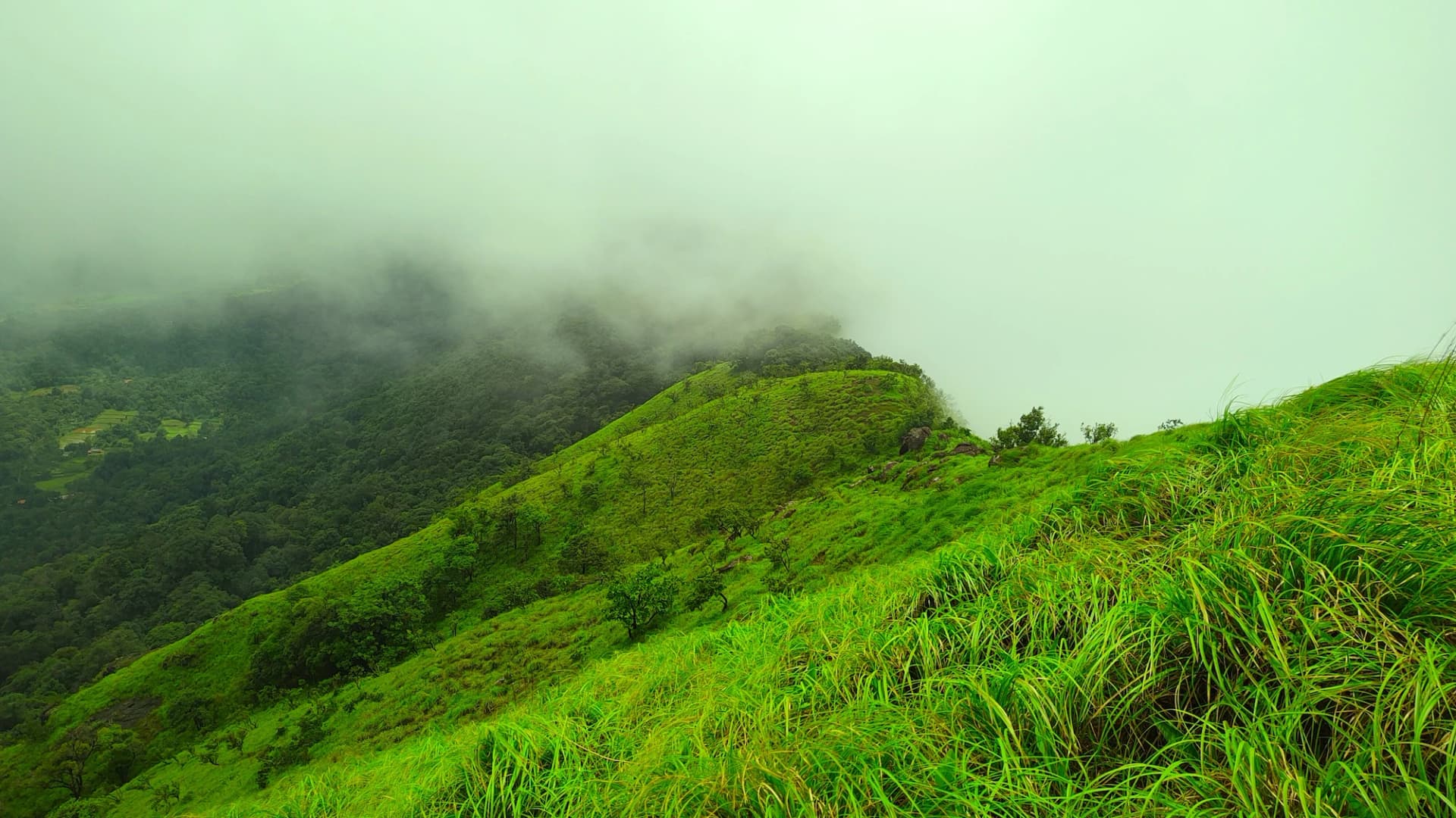 Galibeedu Hills Exploration-Lush green forest