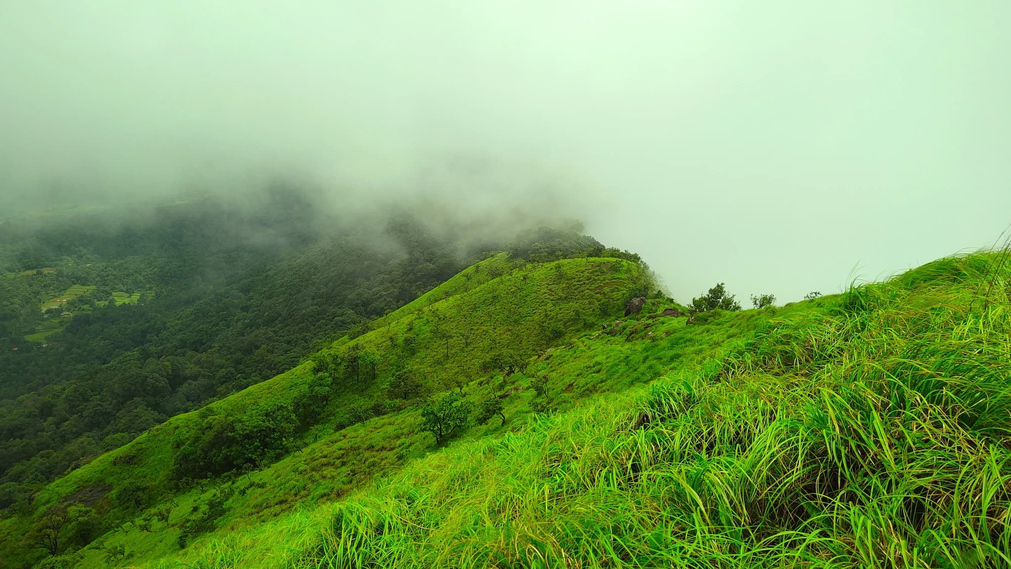 Galibeedu Hills Exploration-Lush green forest