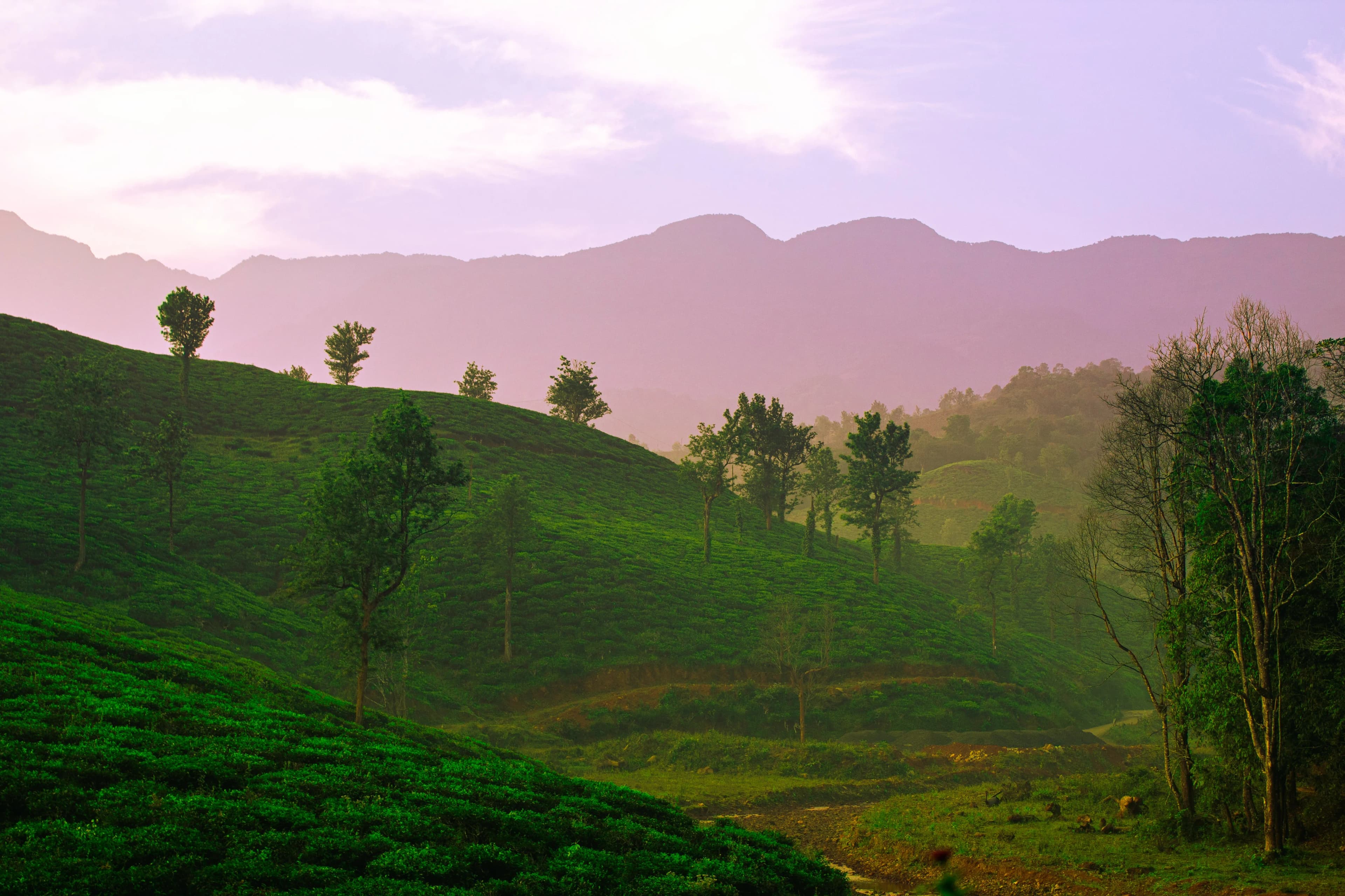 Brahmagiri Trekking Bliss: Bangalore to Wayanad Tea Garden Views