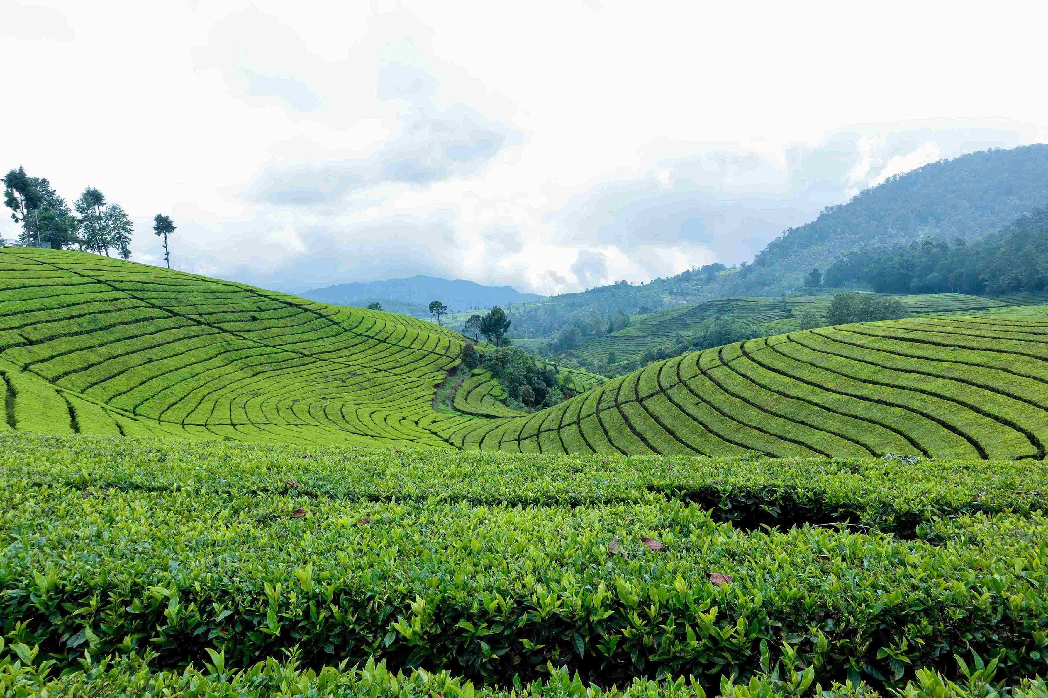 Wayanad Munnar and Alleppey tour from bangalore