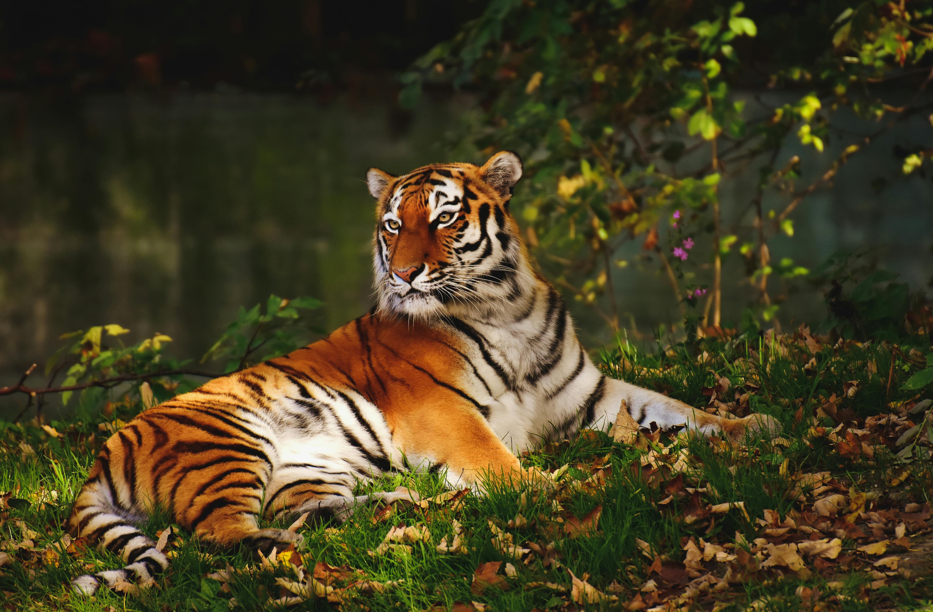 Madhyapradesh tours packages