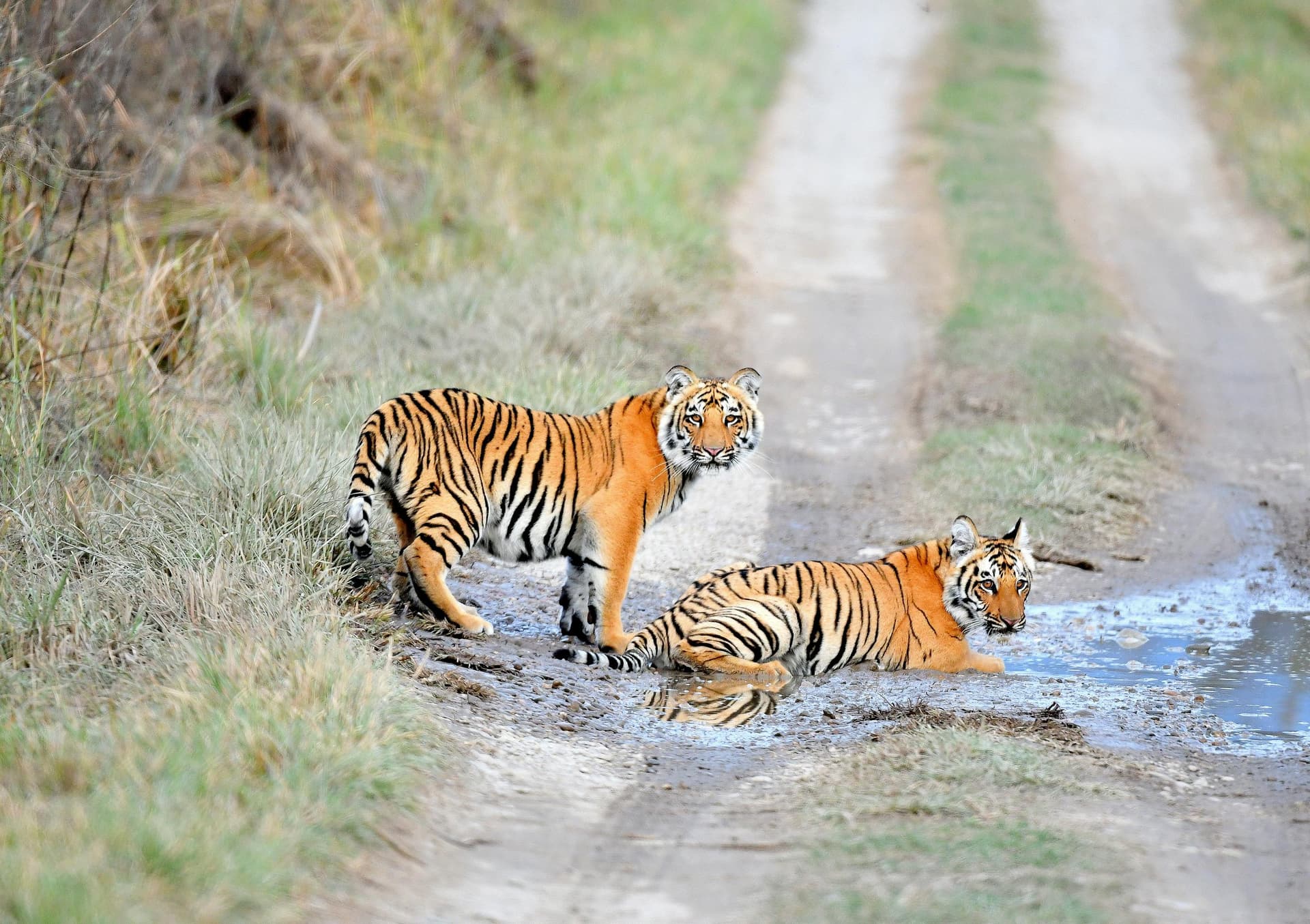 Madhya Pradesh Kanha wildlife tour package.