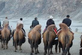  Riding Camel 