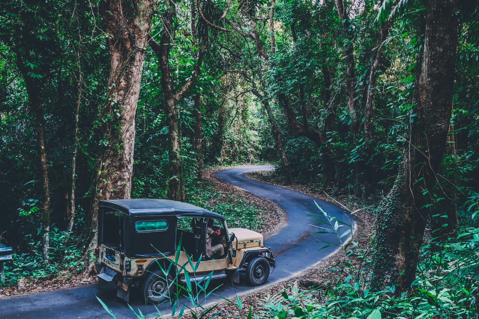 jeep in the national park
