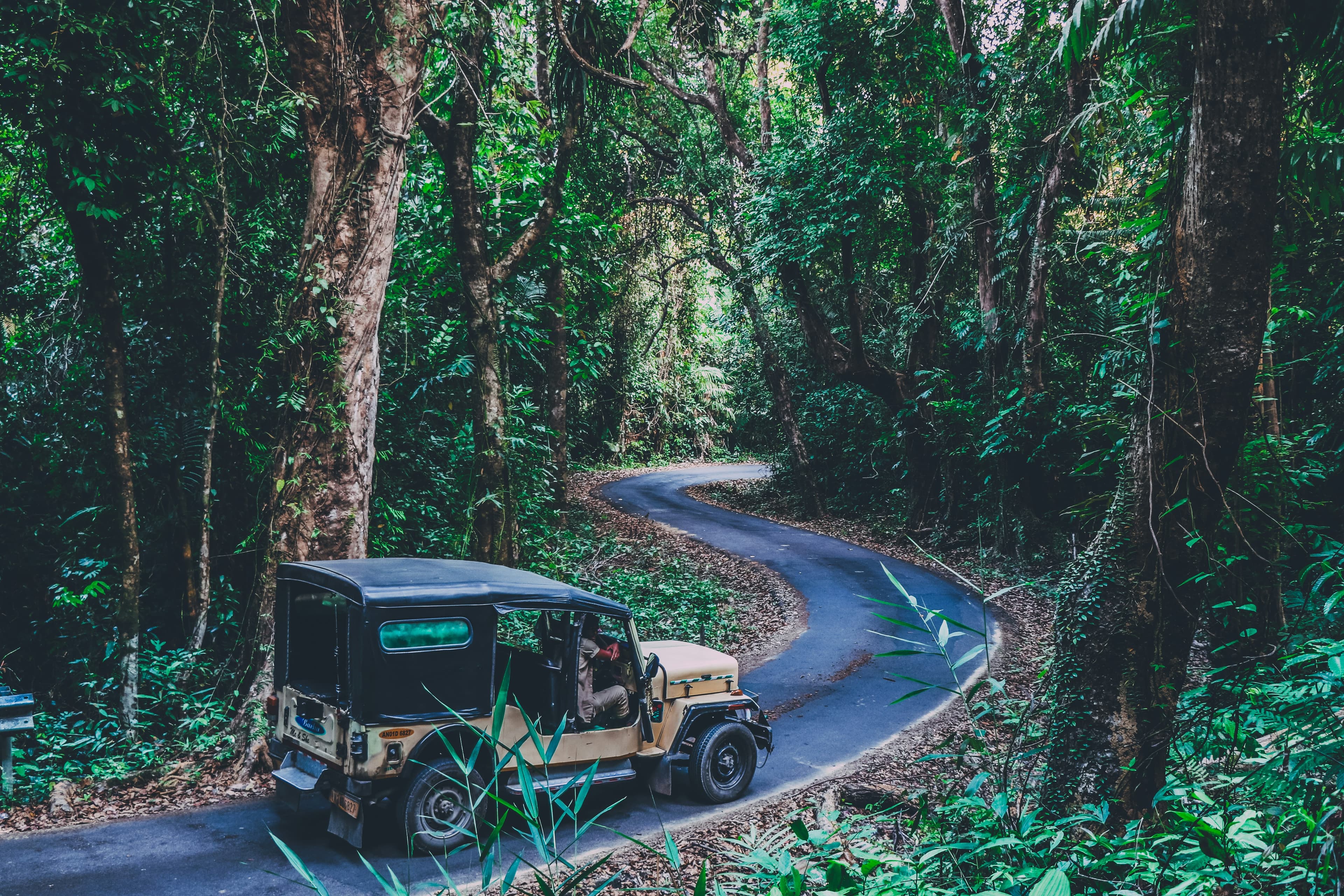 jeep in the national park