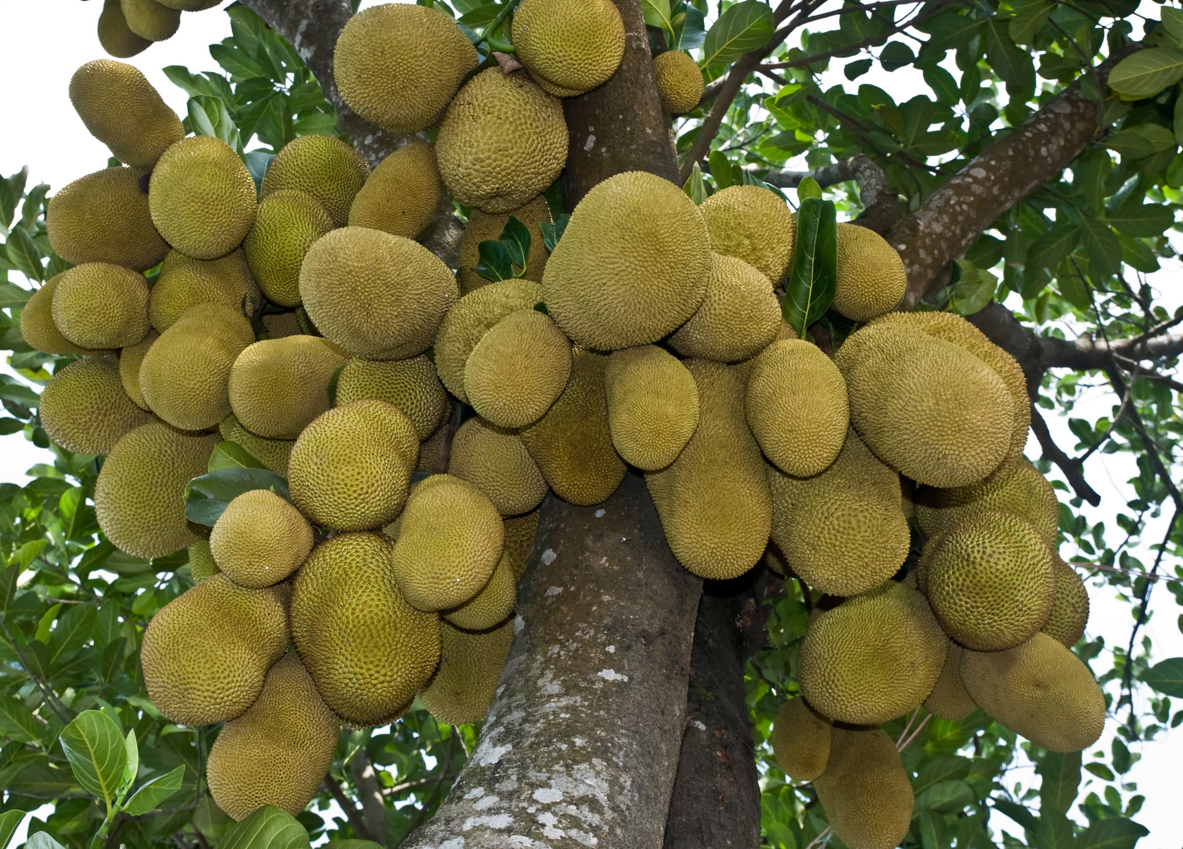 Jackfruit, a Kerala superfood