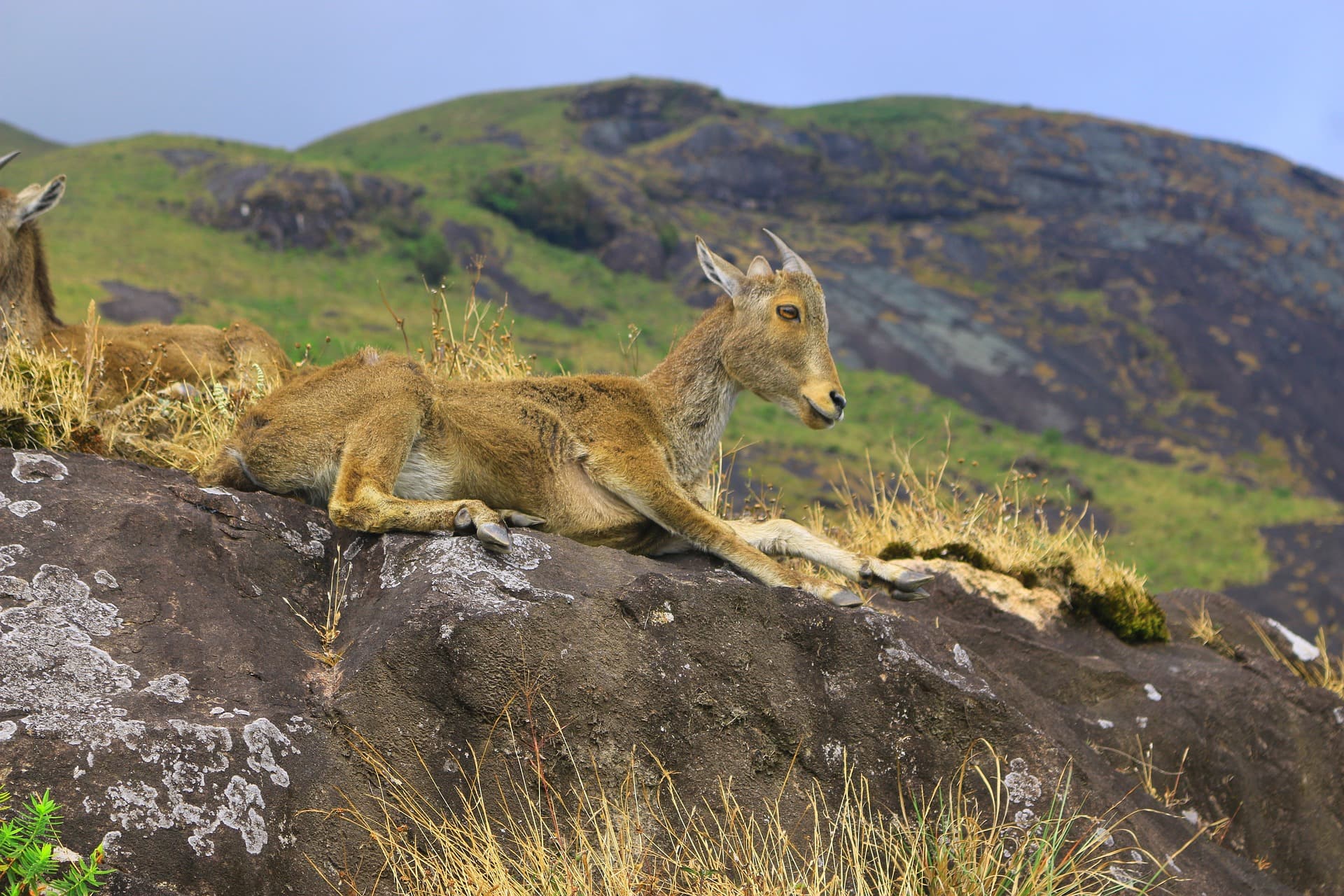Nilgiri tahr in Munnar