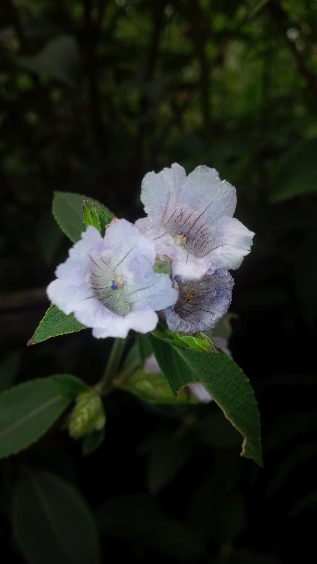 The rare Neelakurinji flowers in Munnar