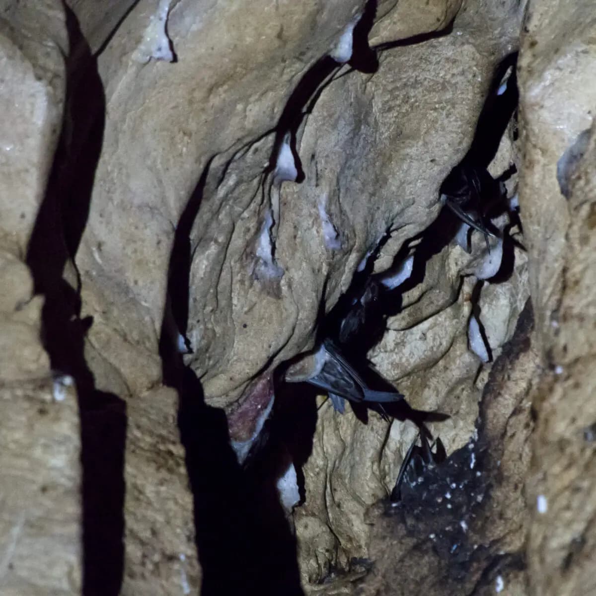 Swiftlet Cave
