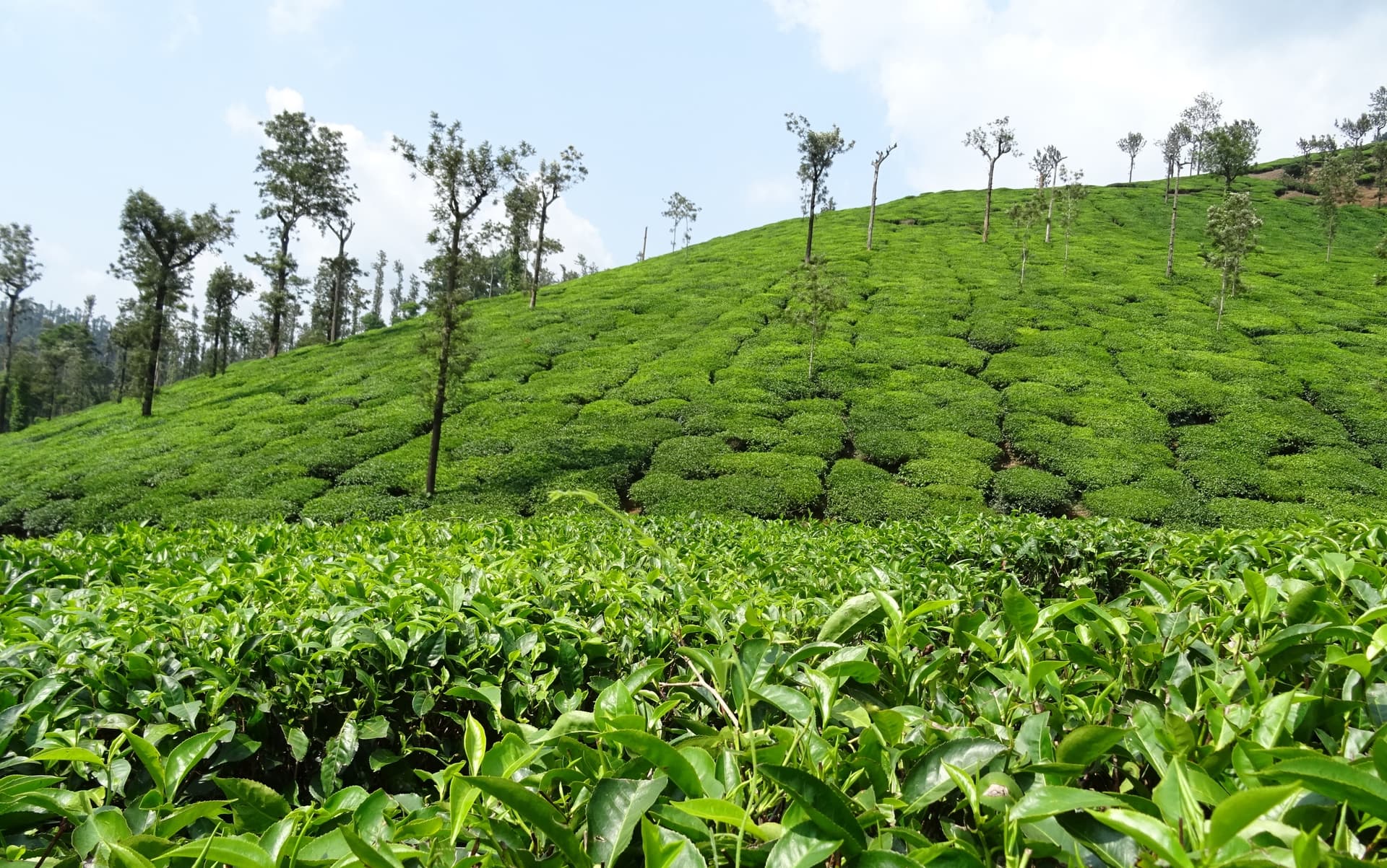 Samse Tea Estate, Chikmagalur