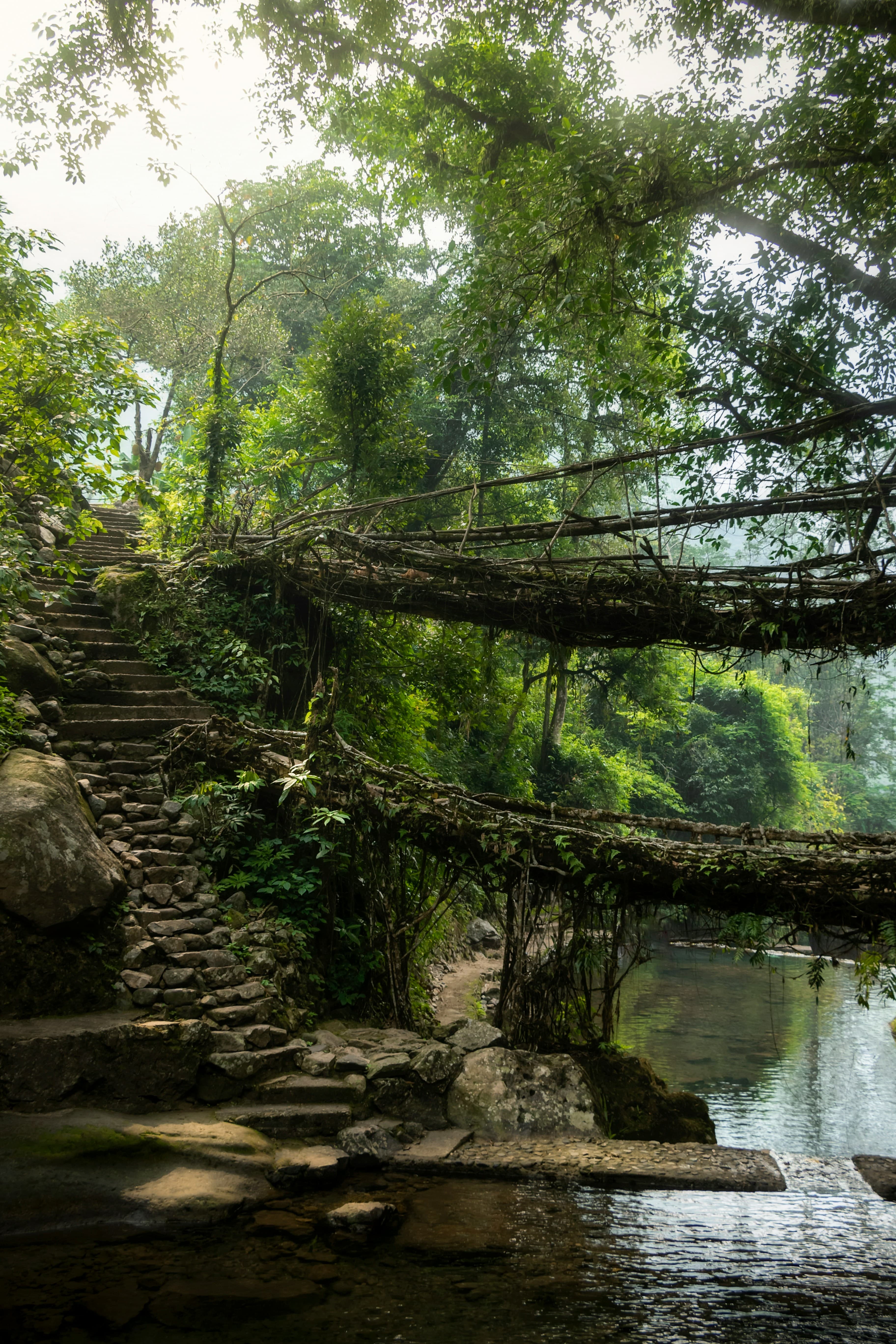 Living root bridges