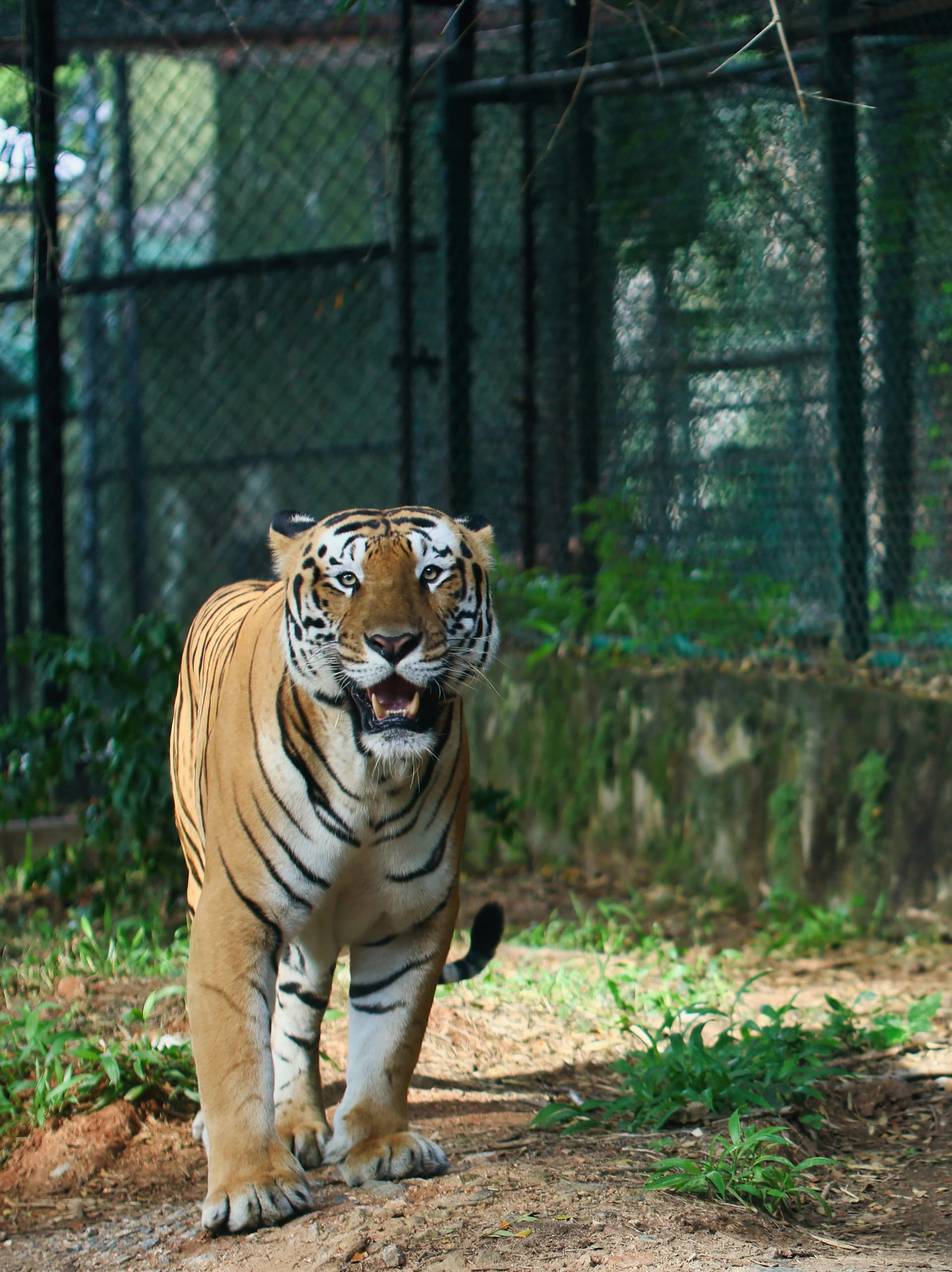 tiger in Bannerghatta National Park