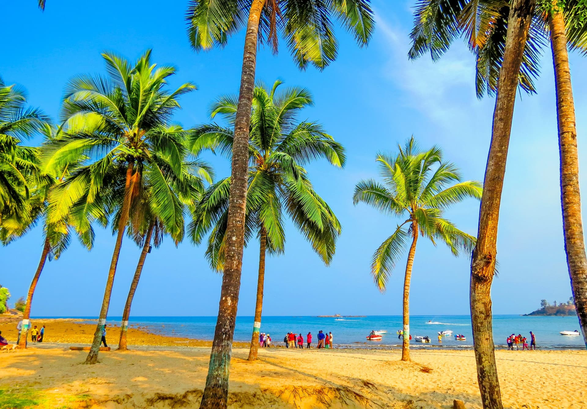 corbyn's cove island palm trees